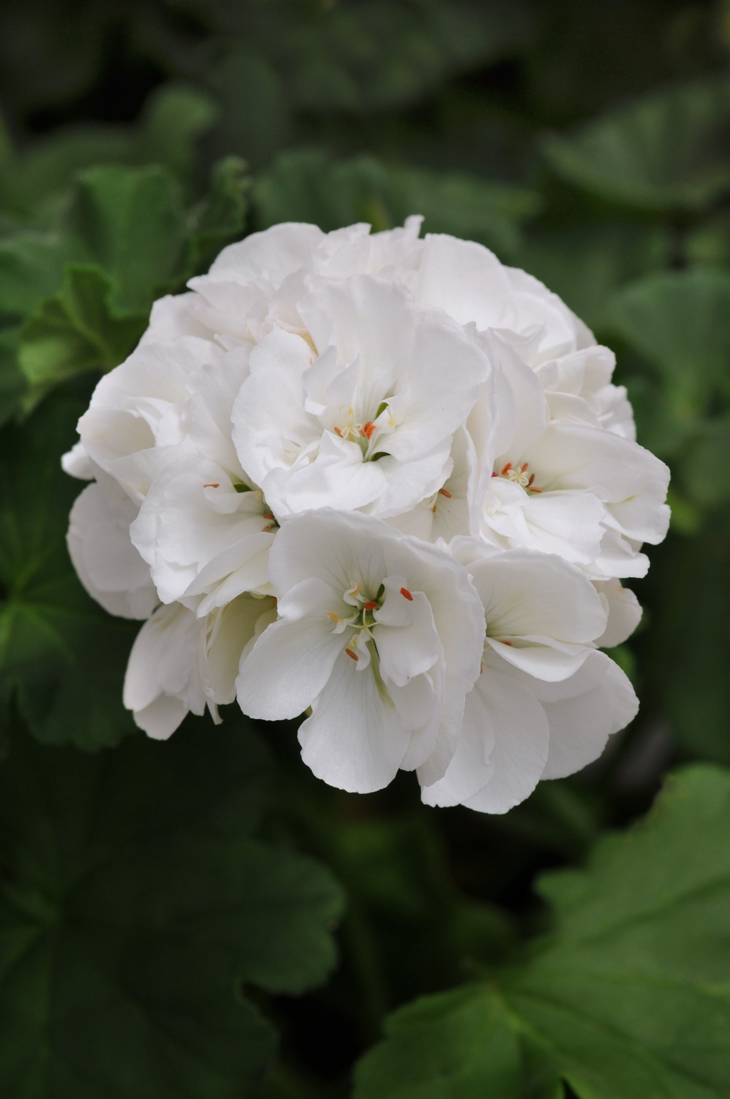 Geranium Fantasia White (8" round pot)