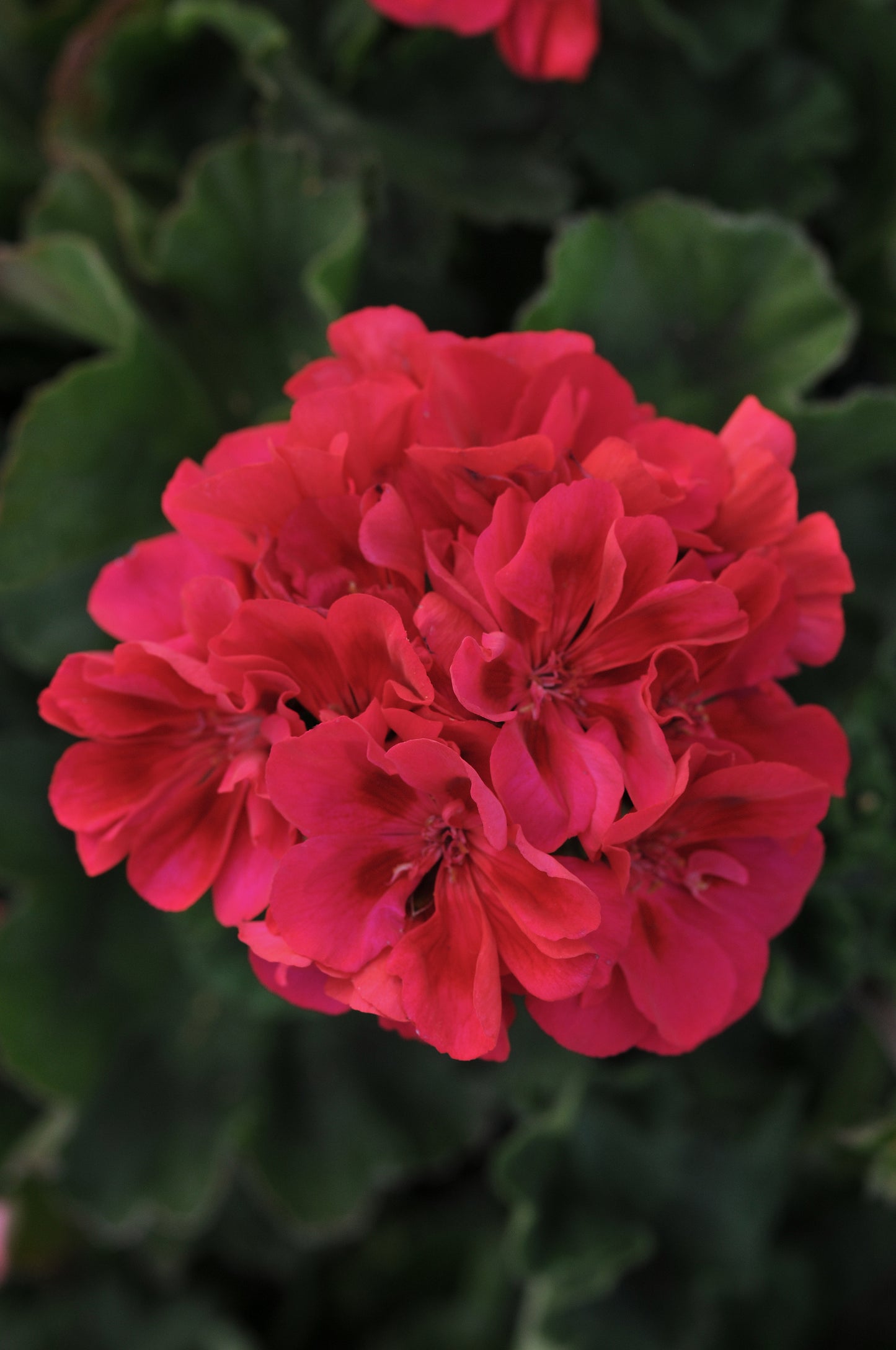Geranium Fantasia Cranberry Sizzle (4.5" square pot)