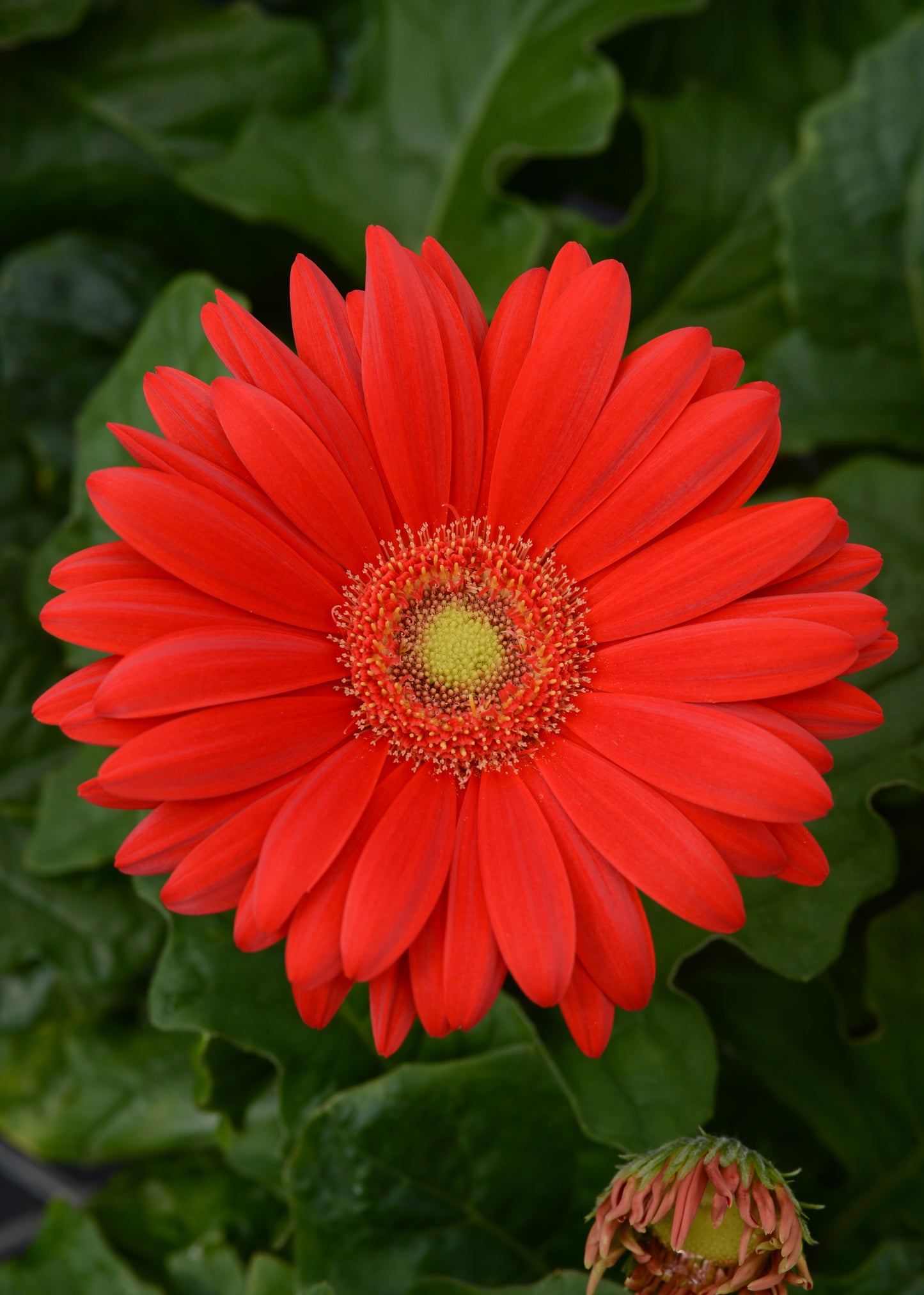 Gerbera Daisy Red (5" orange pot)