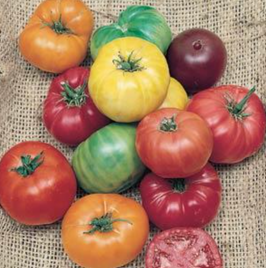 Heirloom Tomato Rainbow Blend (3.5" pot)