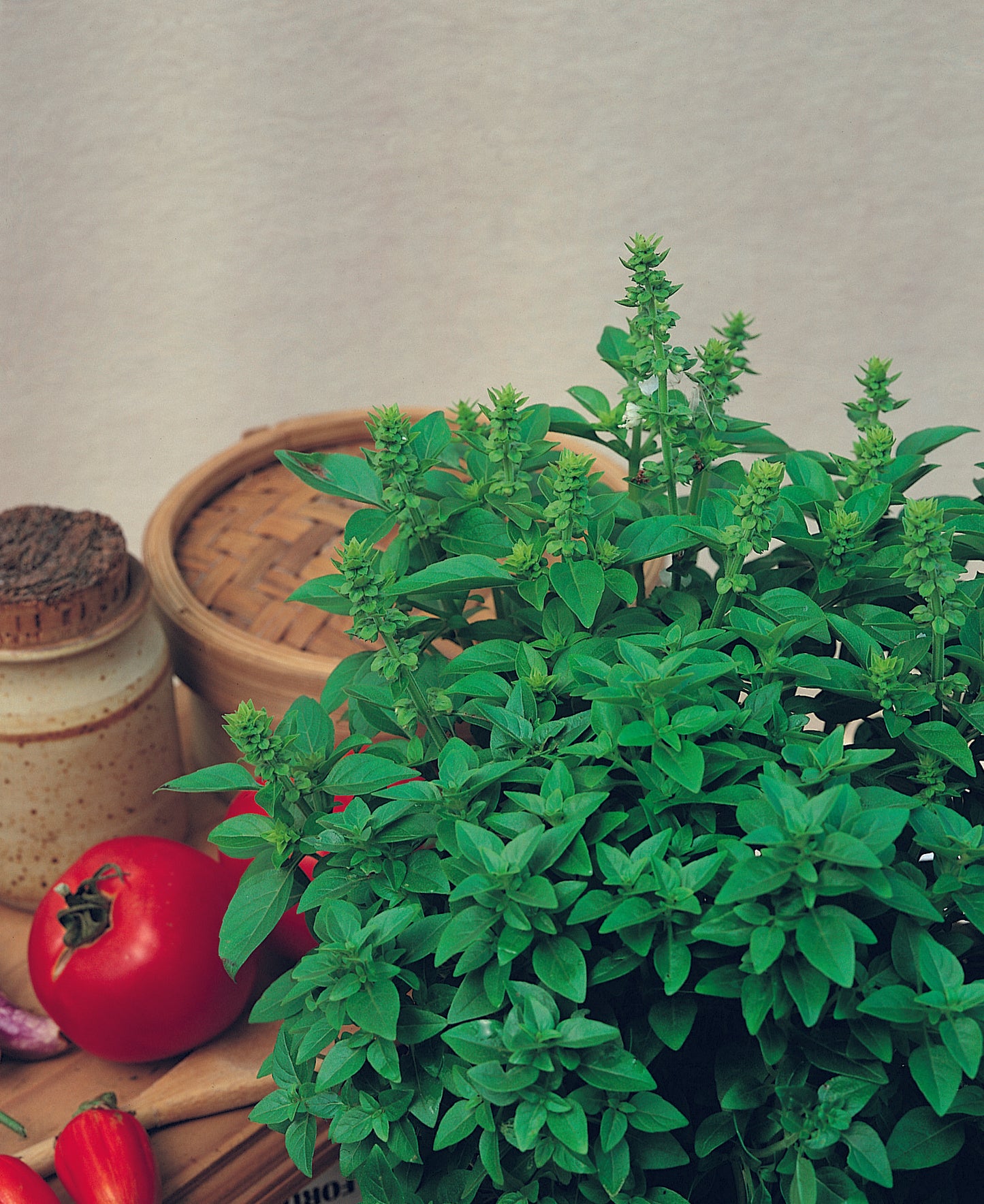 Herb Basil Spicy Globe (3.5" pot)