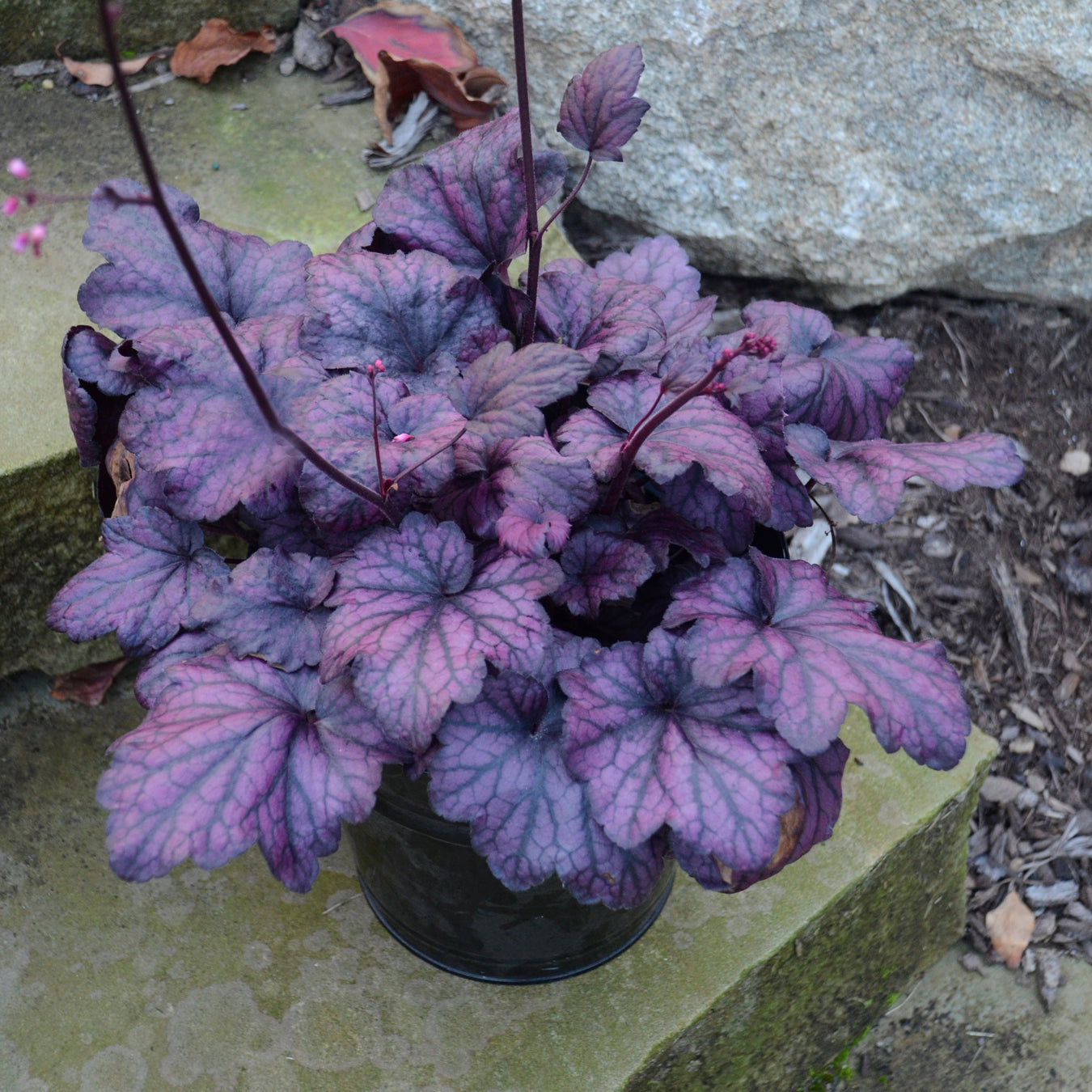 Heuchera - Electric Plum