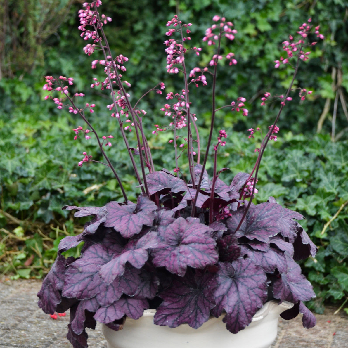 Heuchera - Electric Plum