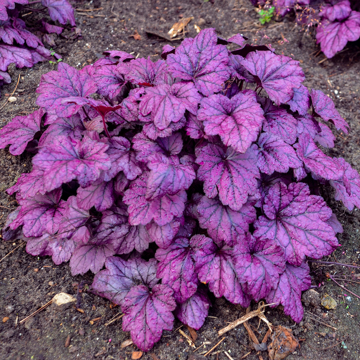 Heuchera - Electric Plum