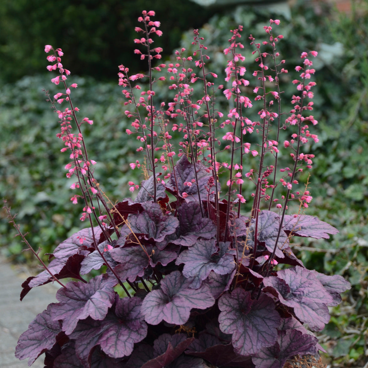 Heuchera - Grape Timeless