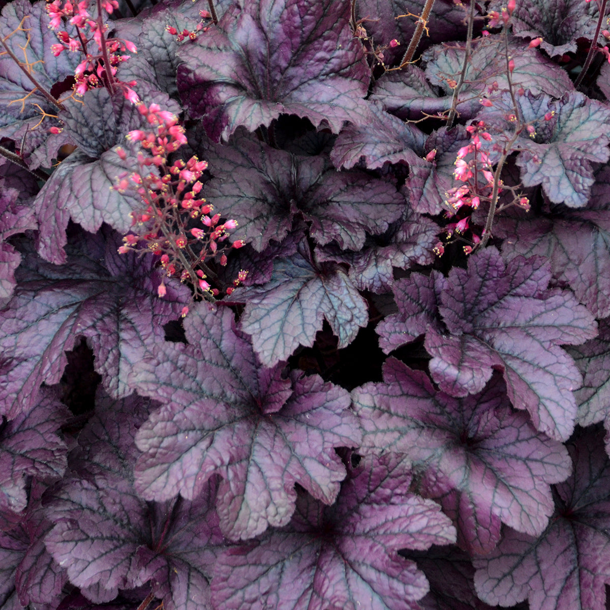 Heuchera - Grape Timeless