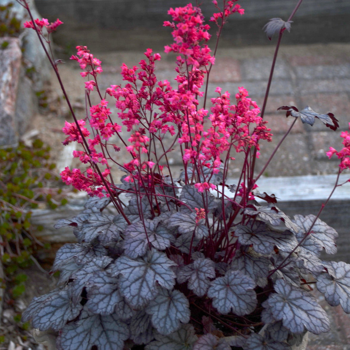 Heuchera Timeless Treasure (6.5" tall pot)