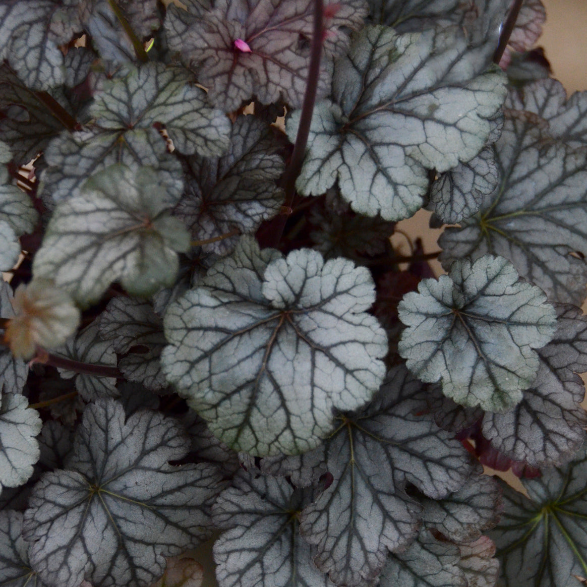Heuchera Timeless Treasure (6.5" tall pot)