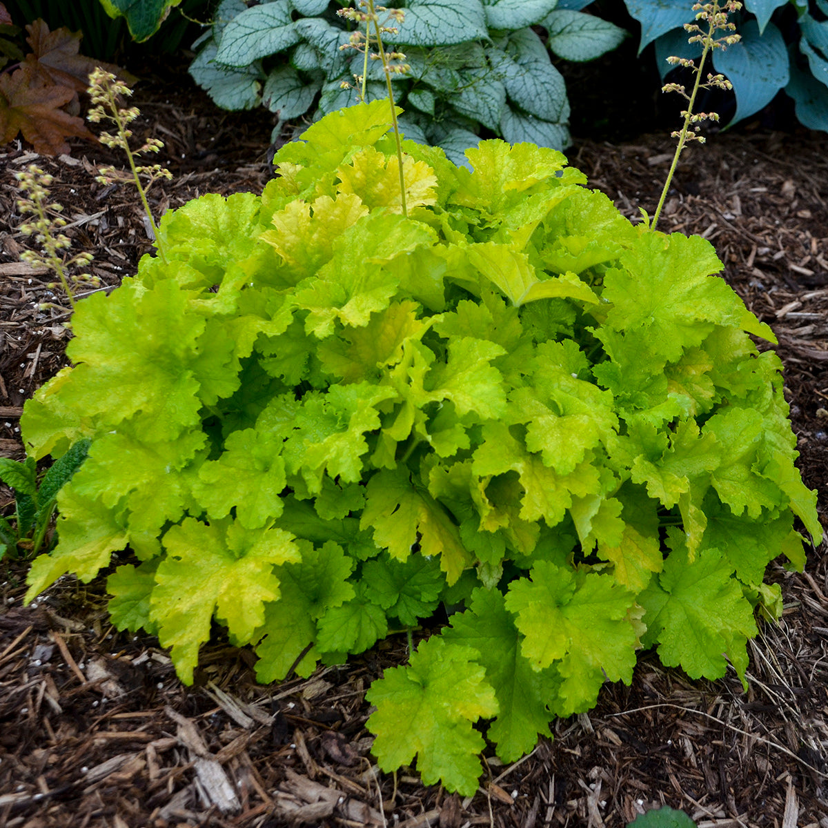 Heuchera Twist of Lime (6.5" tall pot)