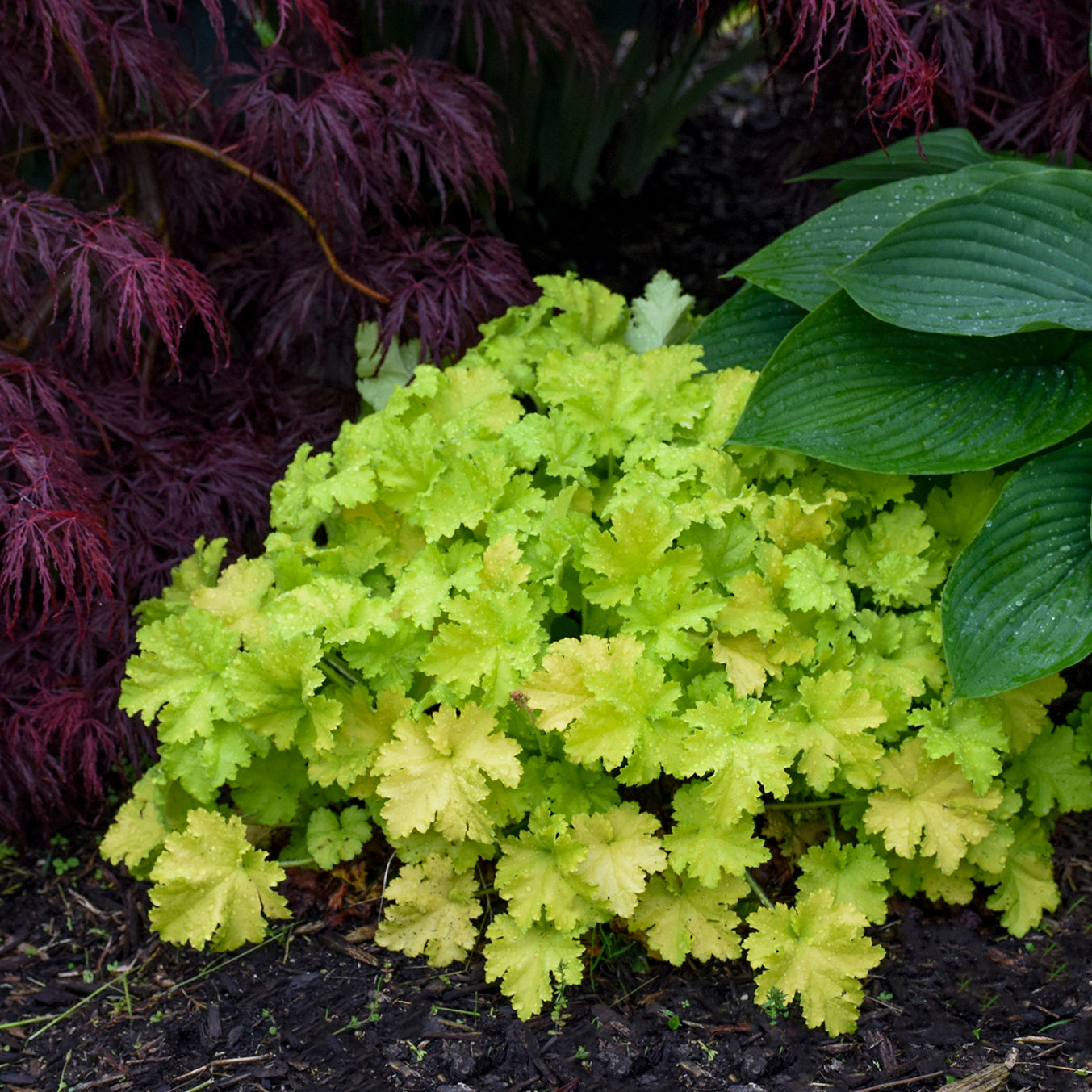 Heuchera Twist of Lime (6.5" tall pot)