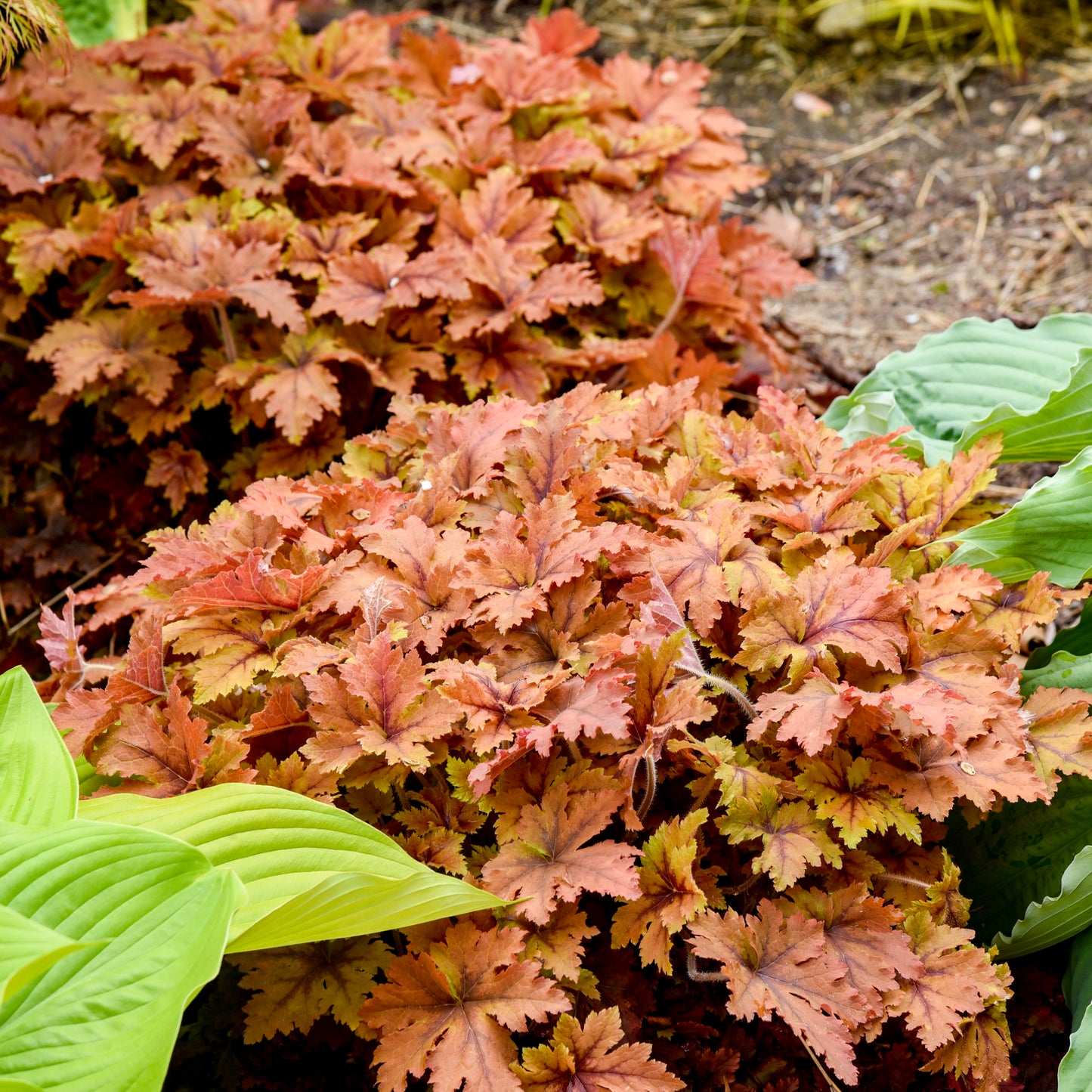 Heucherella 'Copper King' (6.5" tall pot)
