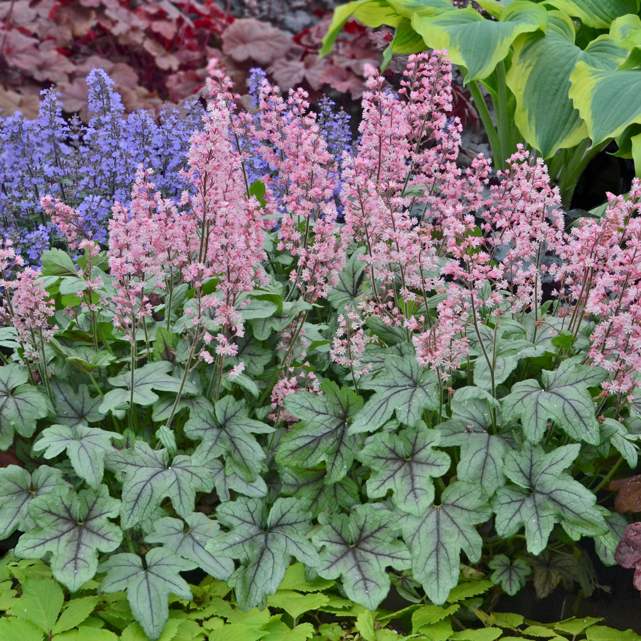 Heucherella - Pink Fizz