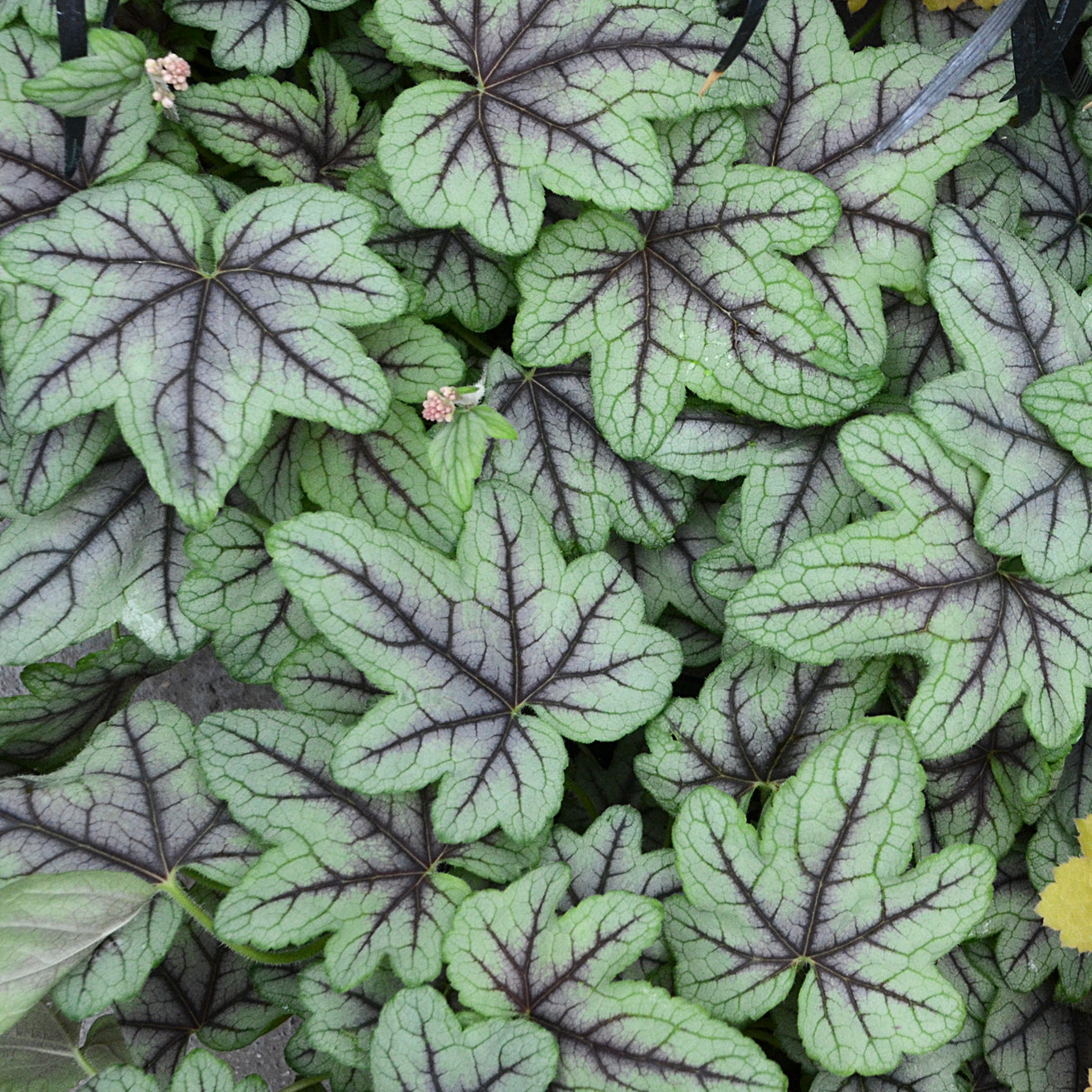 Heucherella - Pink Fizz