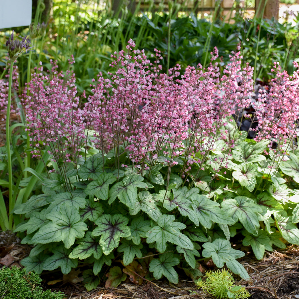 Heucherella - Pink Fizz