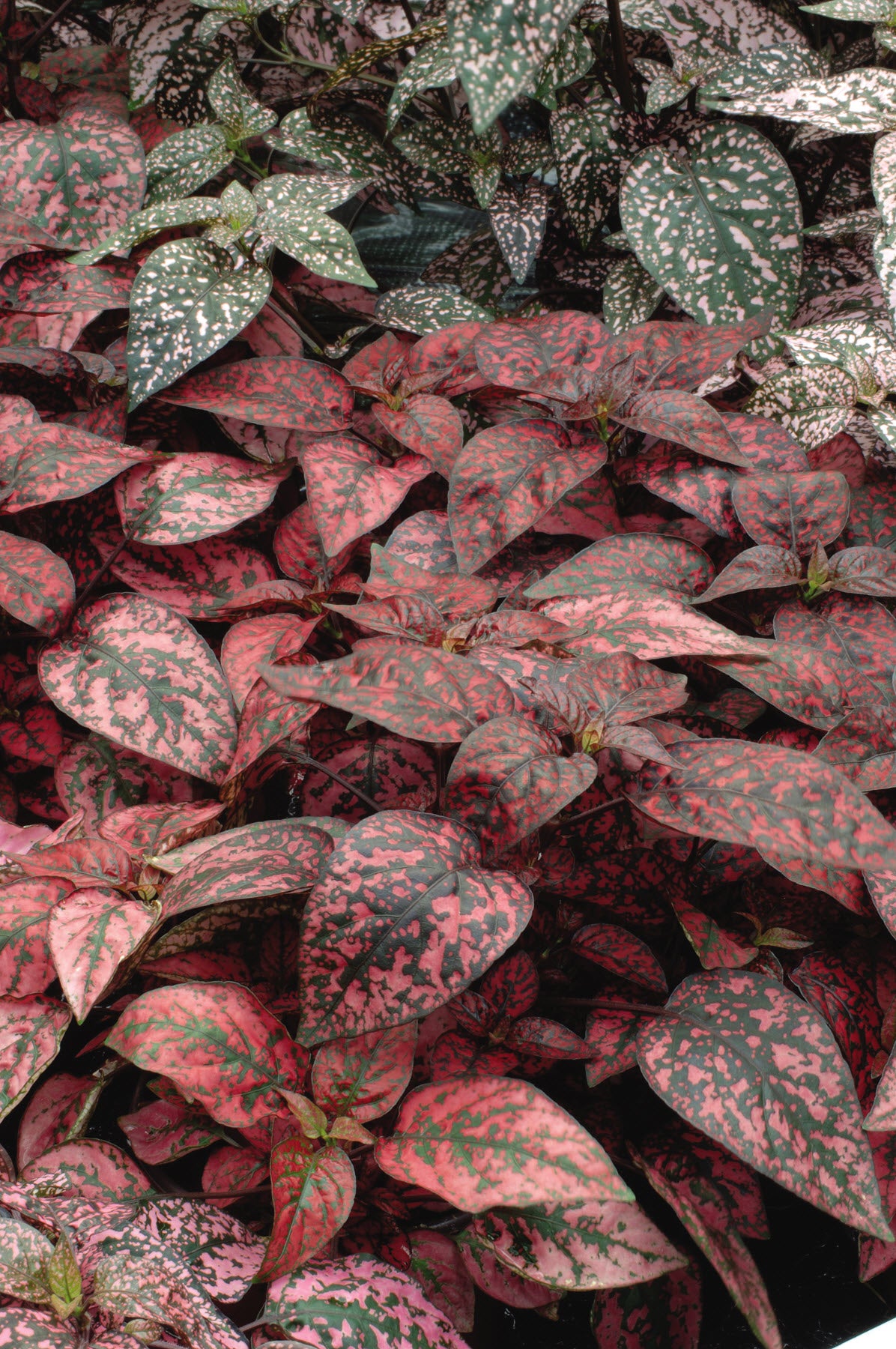Hypoestes Red Splash (3-pack)
