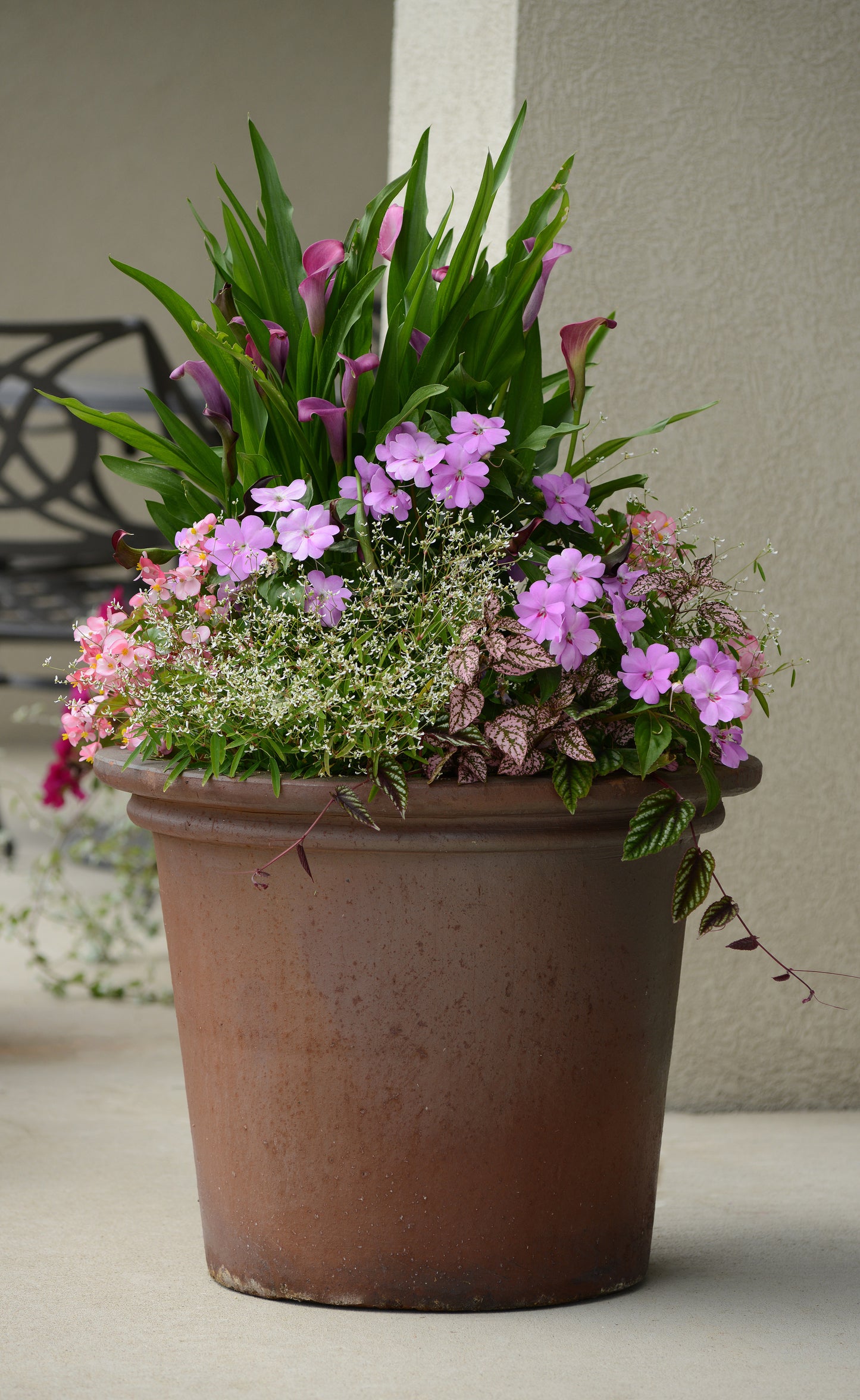 Hypoestes Pink Splash (3-pack)