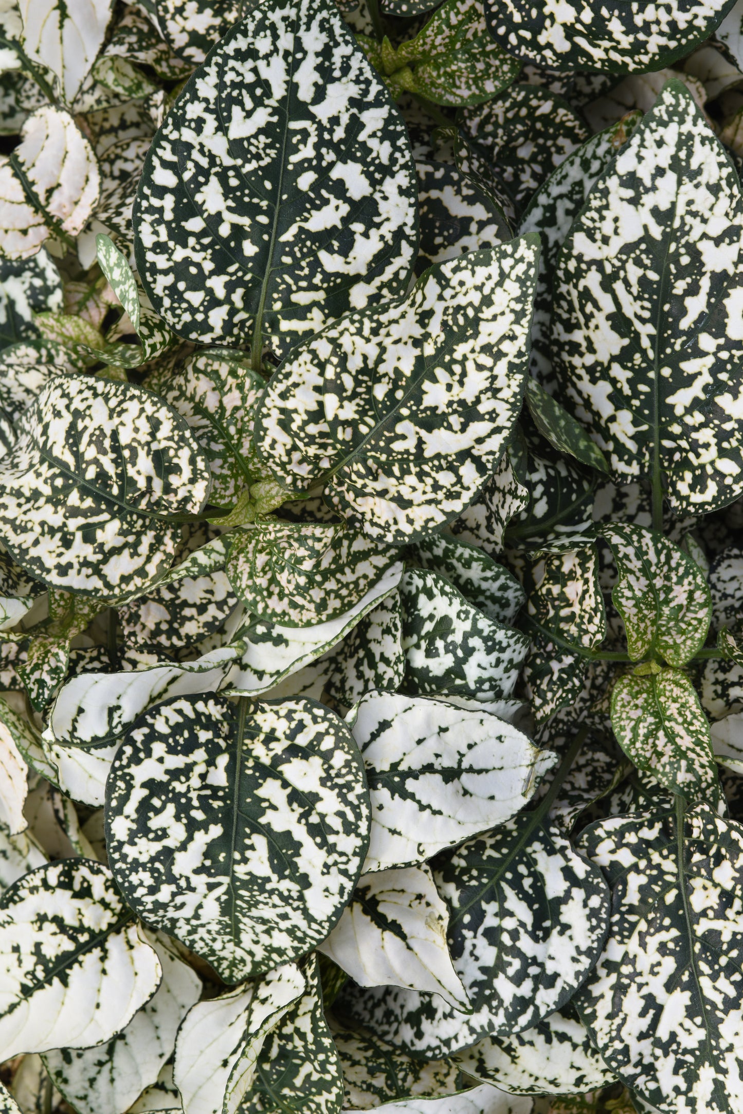 Hypoestes White Splash (3-pack)