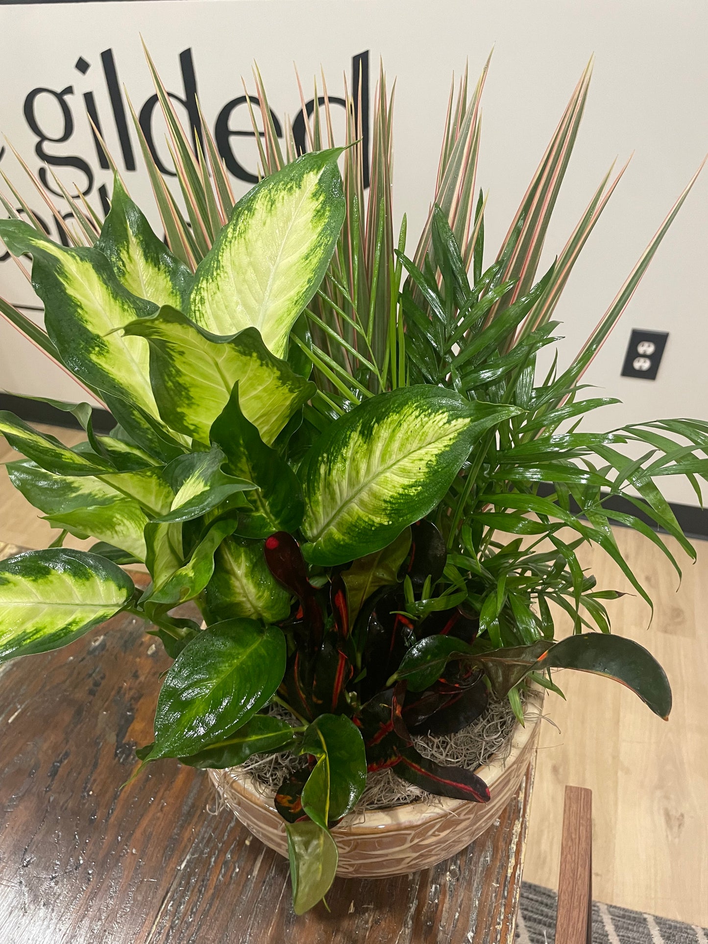 10" Dish Garden