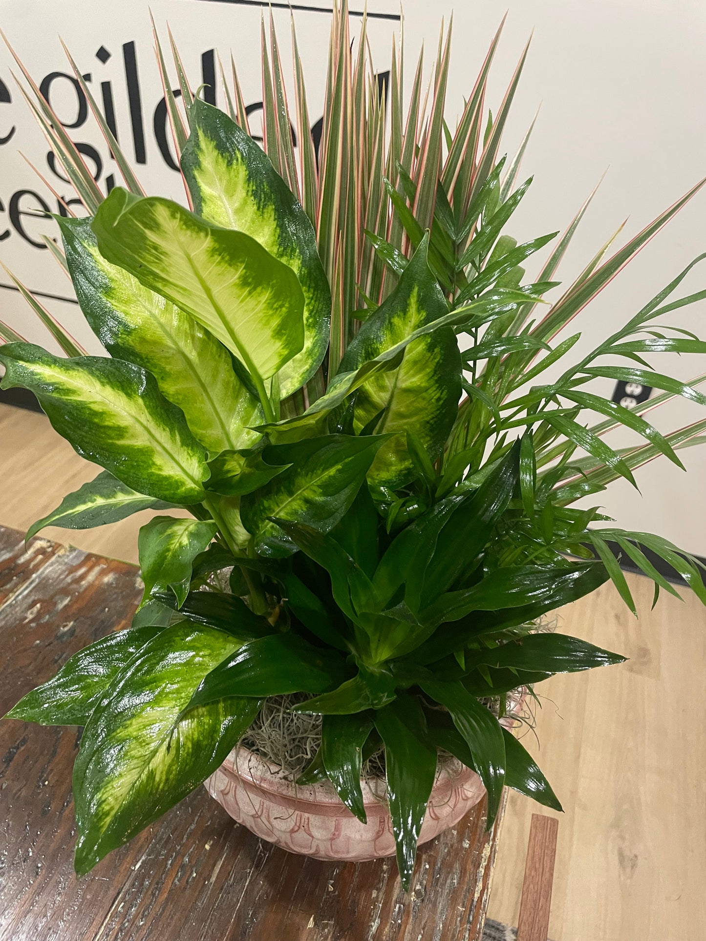 10" Dish Garden