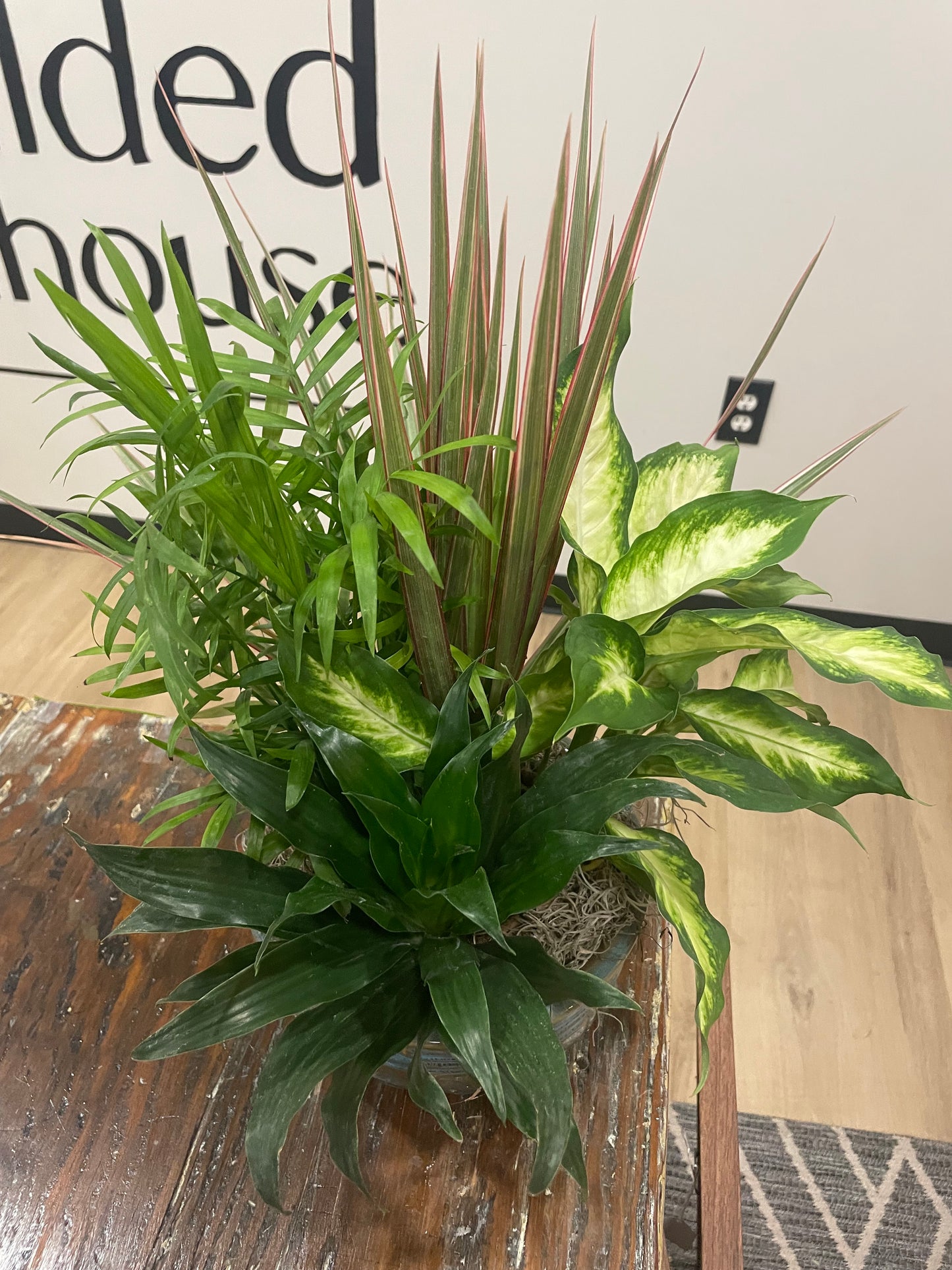 8" Dish Garden