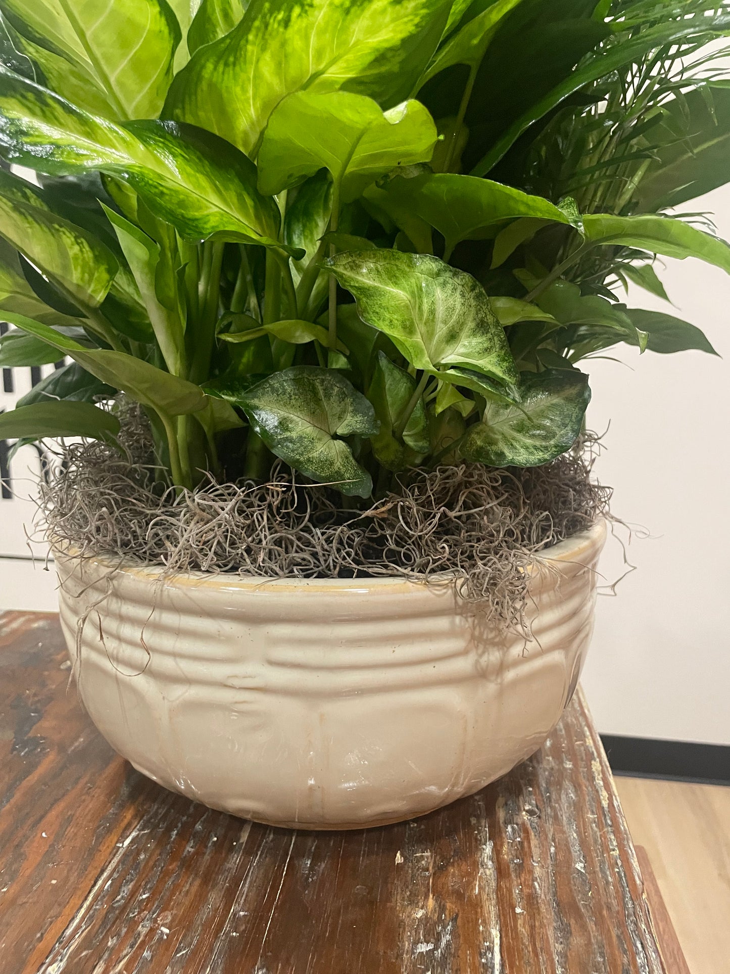 12" Dish Garden
