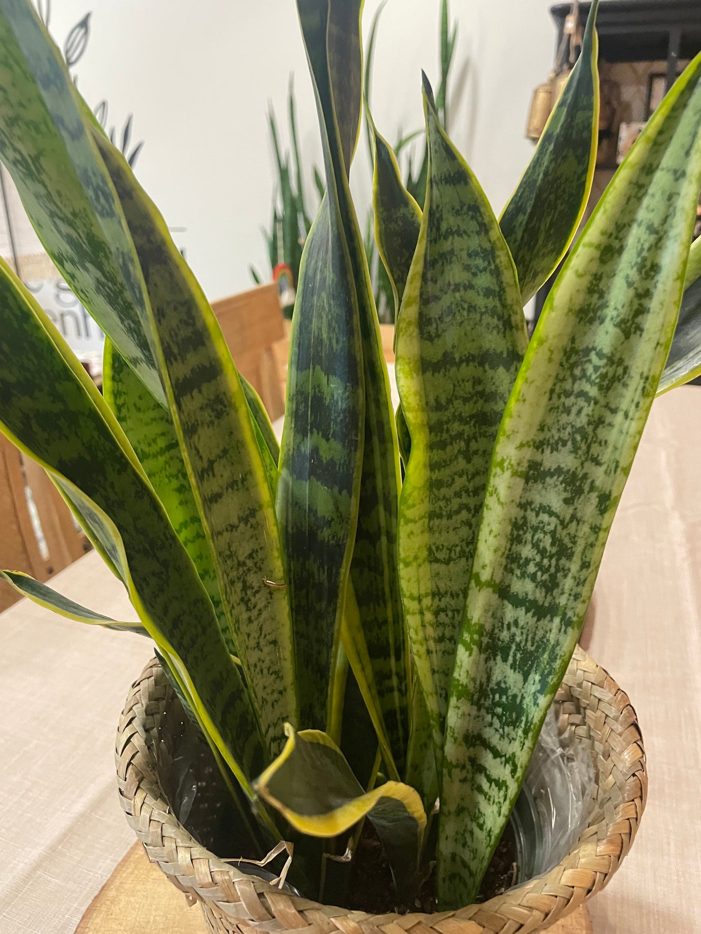 6" Snake Plant