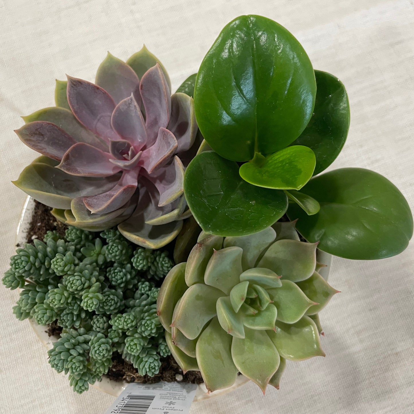 Odessa Succulent Garden
