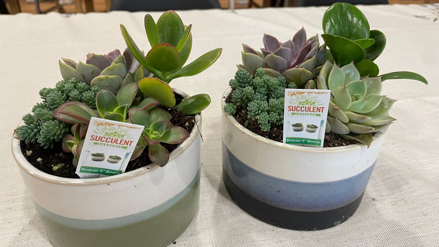 Odessa Succulent Garden