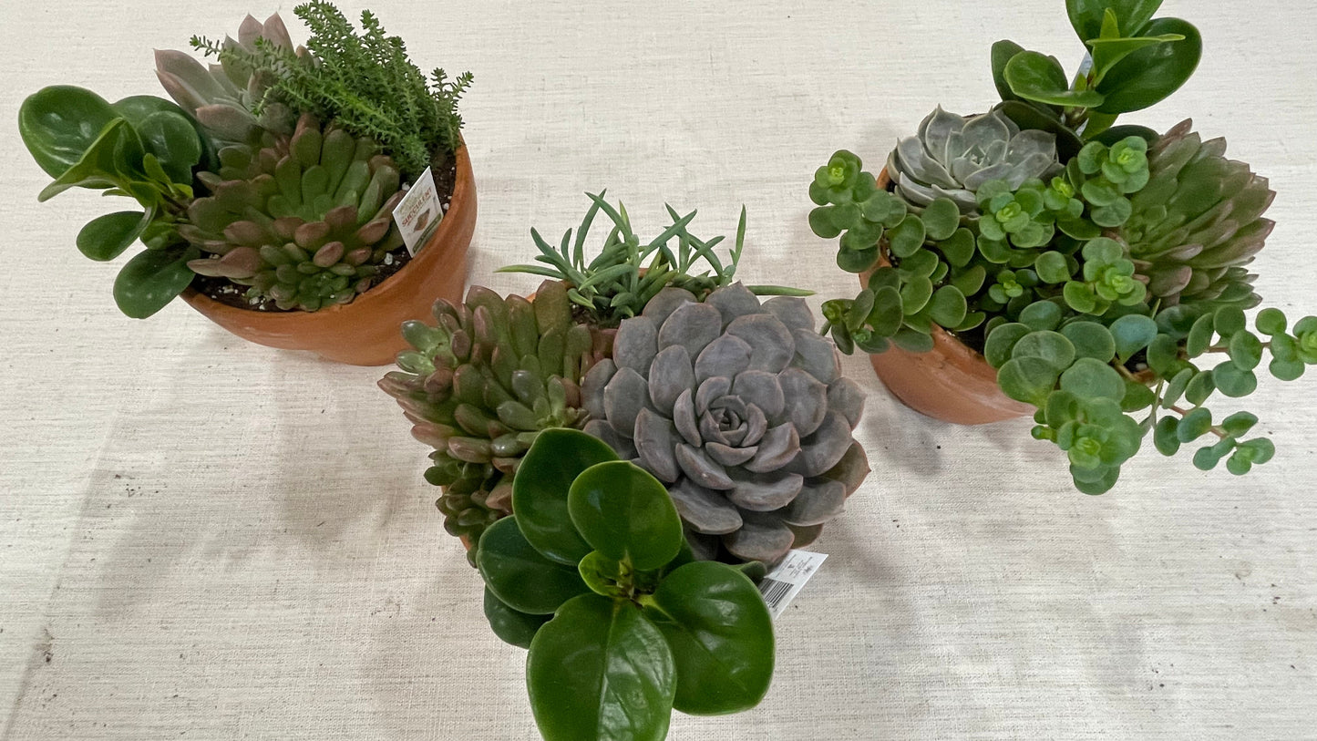 Terracotta Succulent Garden