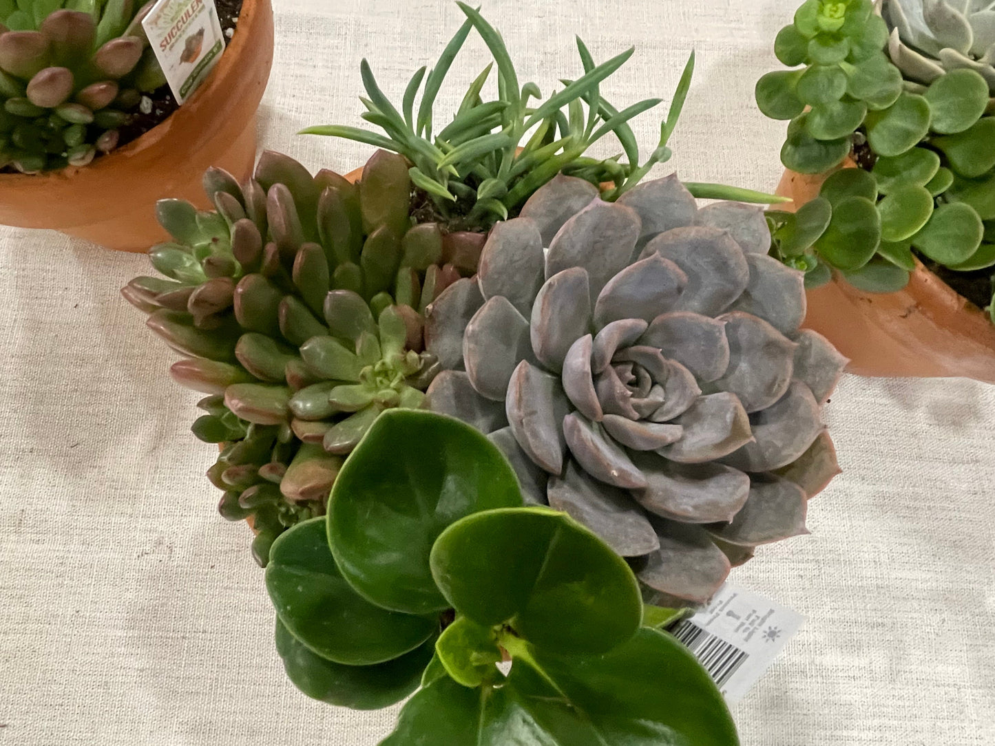 Terracotta Succulent Garden