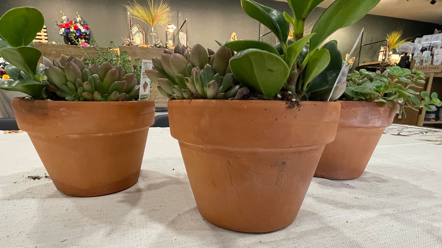 Terracotta Succulent Garden