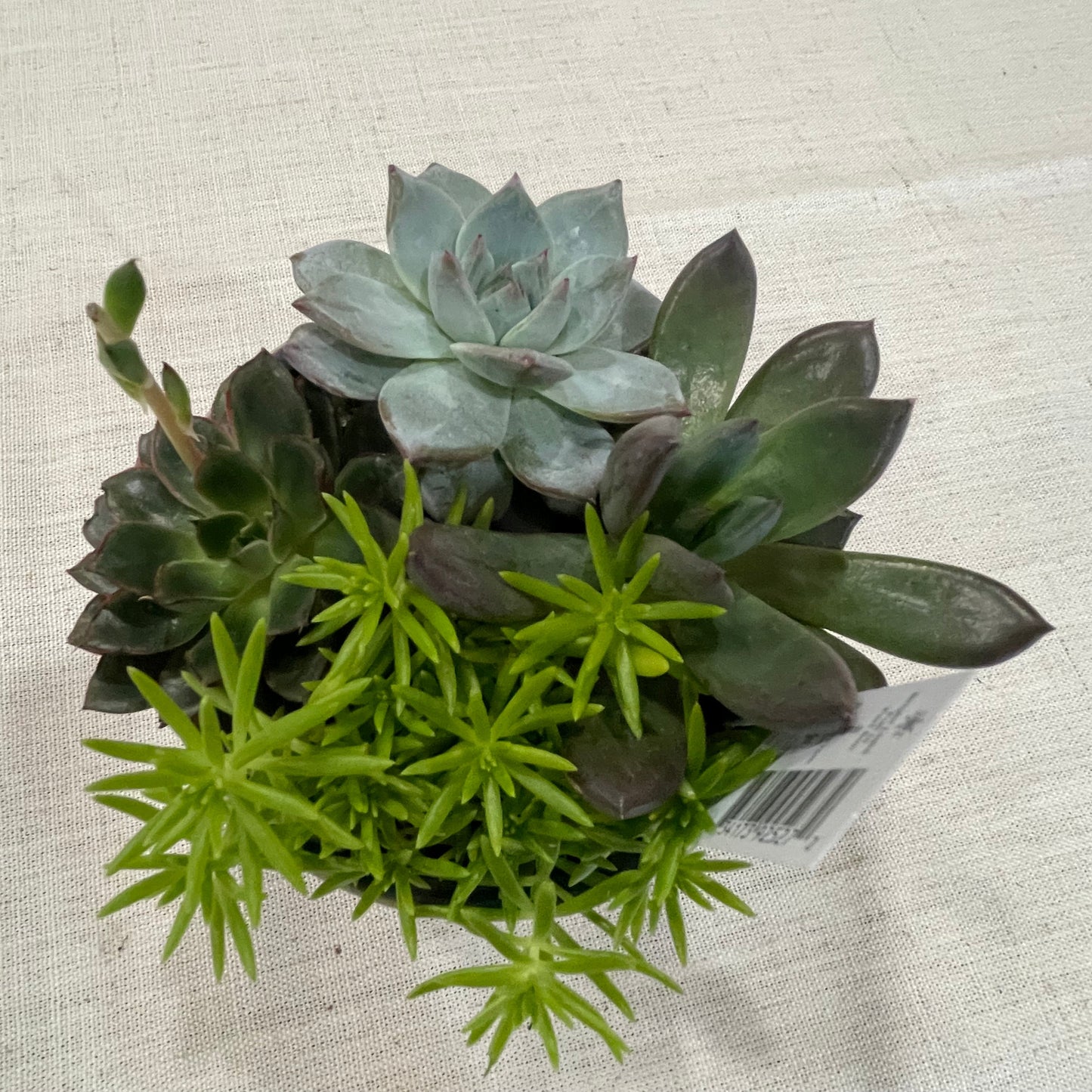 Rowan Bowl Succulent Garden