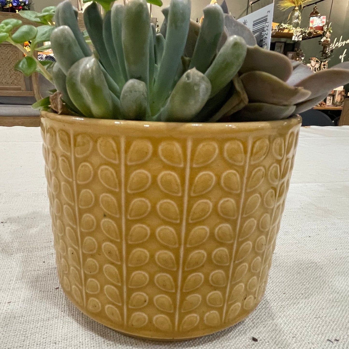 Rowan Bowl Succulent Garden