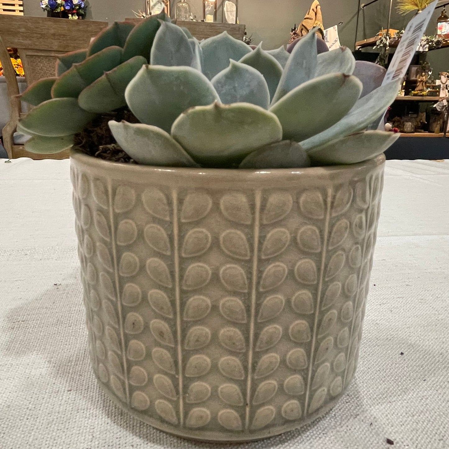 Rowan Bowl Succulent Garden