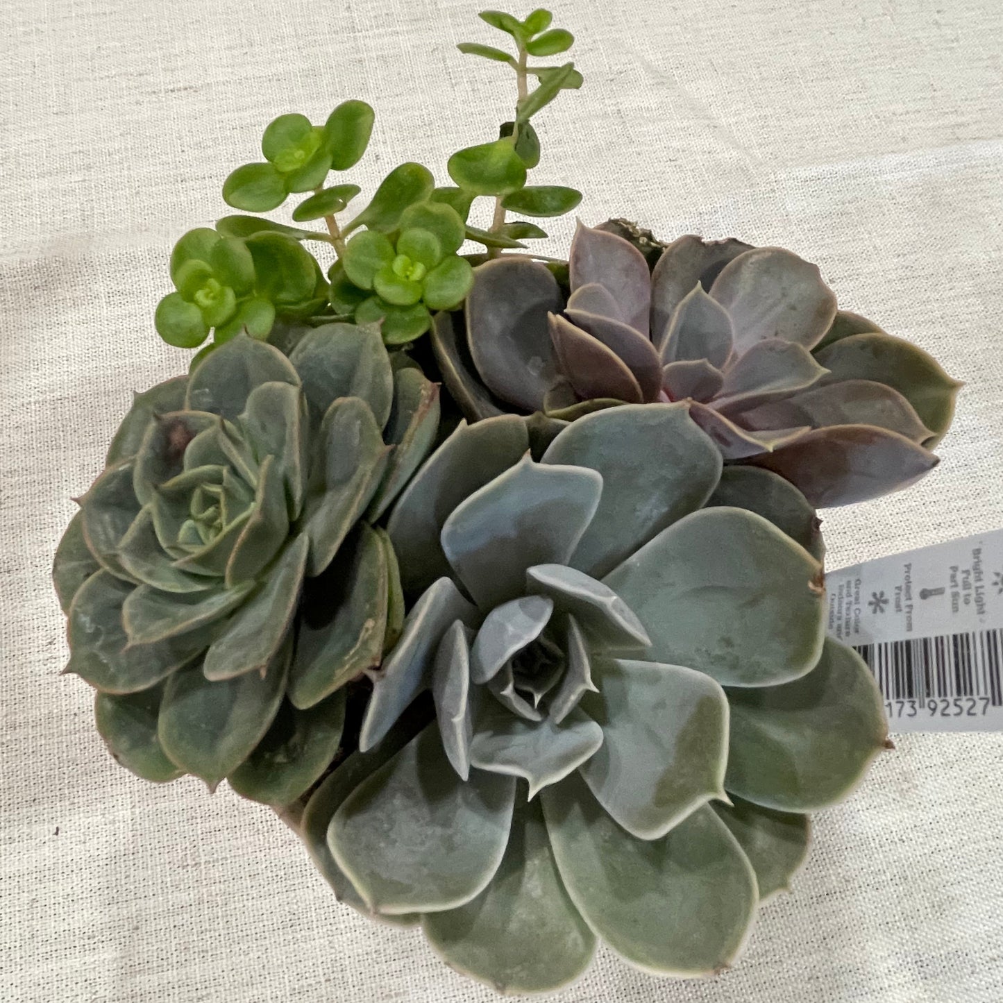 Rowan Bowl Succulent Garden