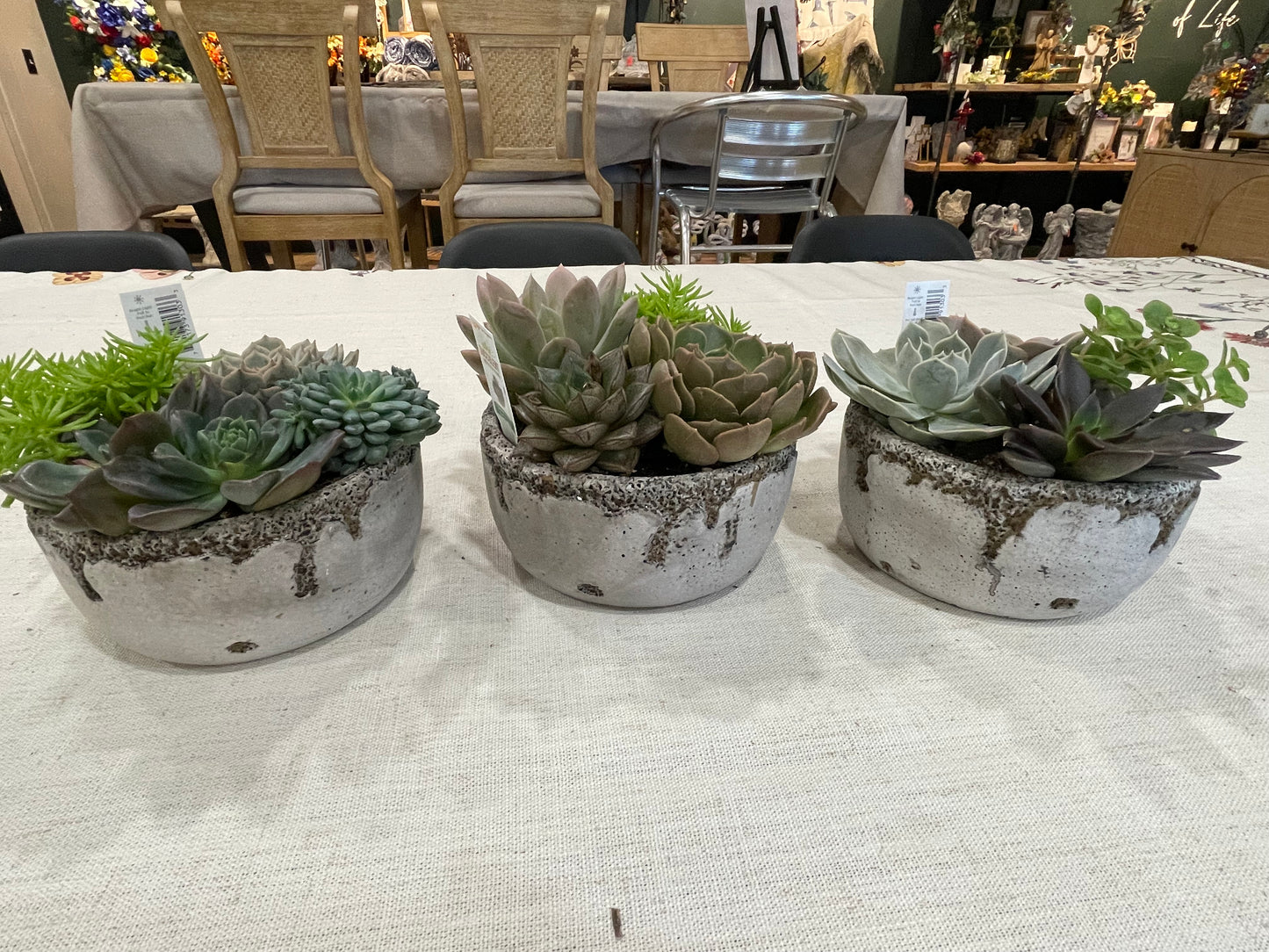 Distressed Cement Succulent Garden