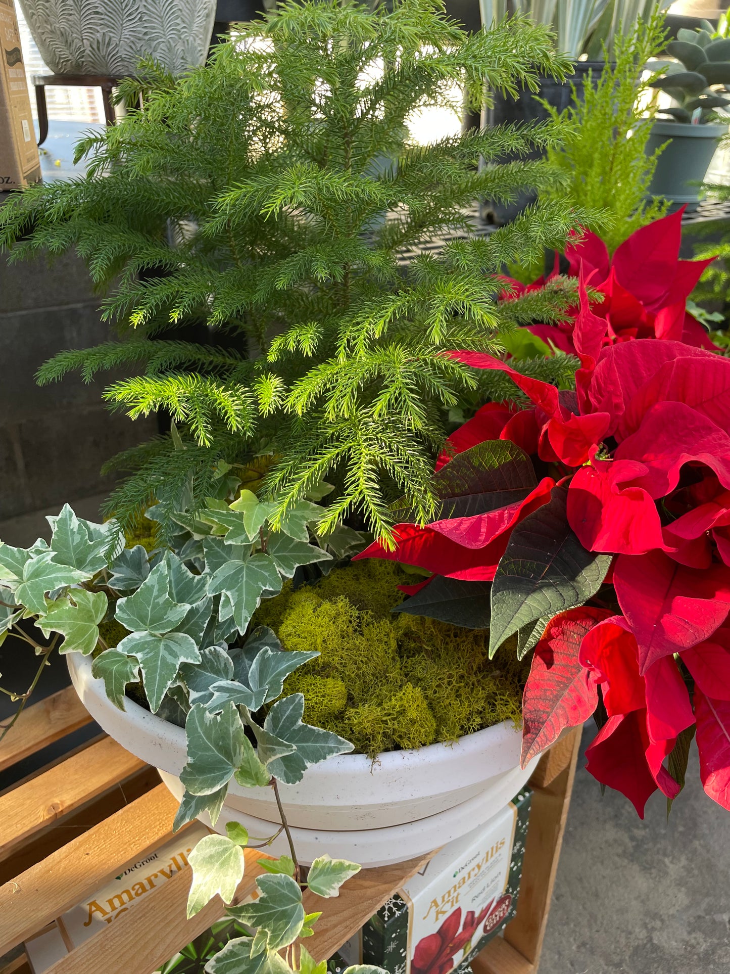 Large Christmas Dish Garden