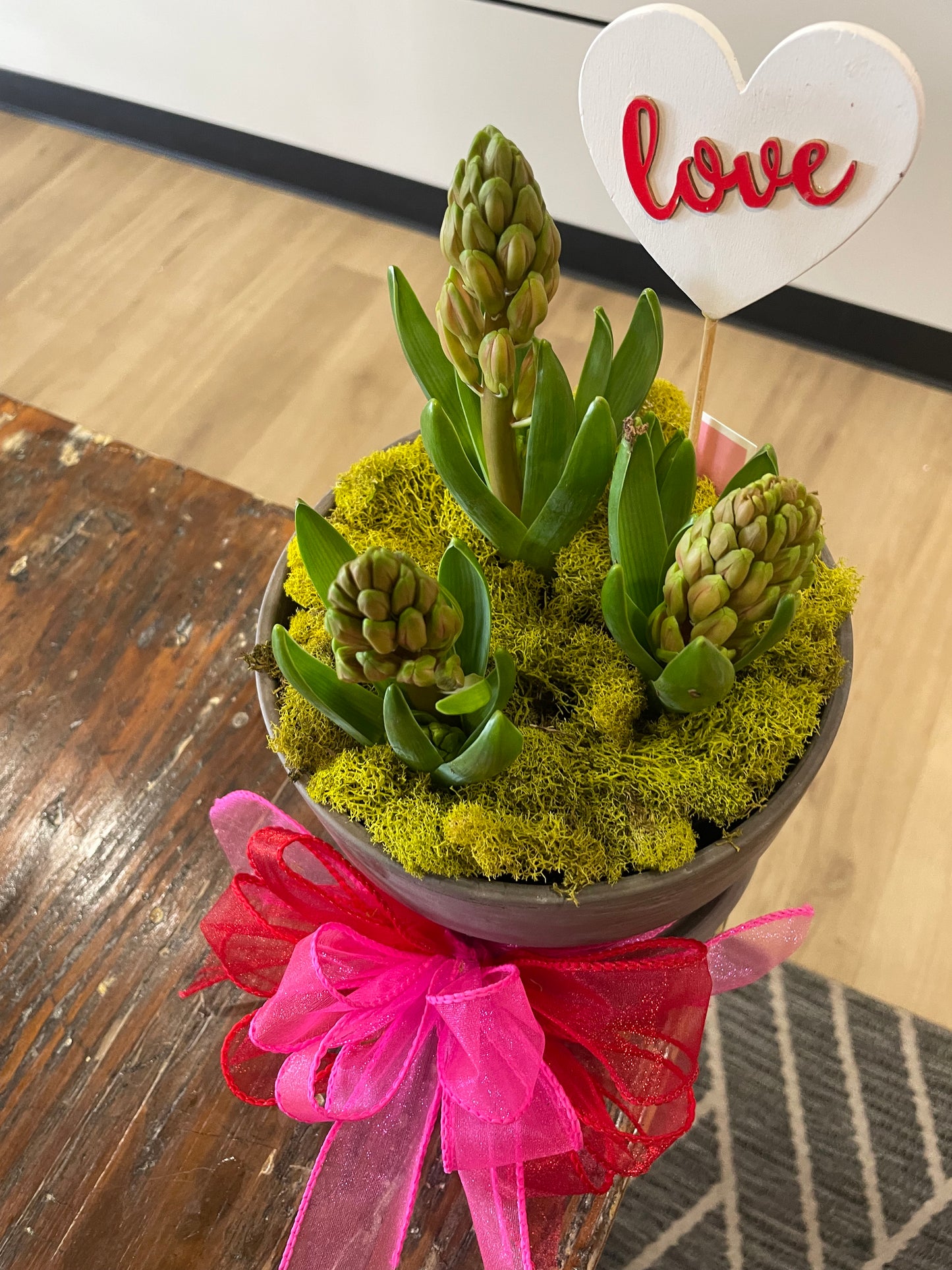 Hyacinth Bulb Garden (Pink or Blue)