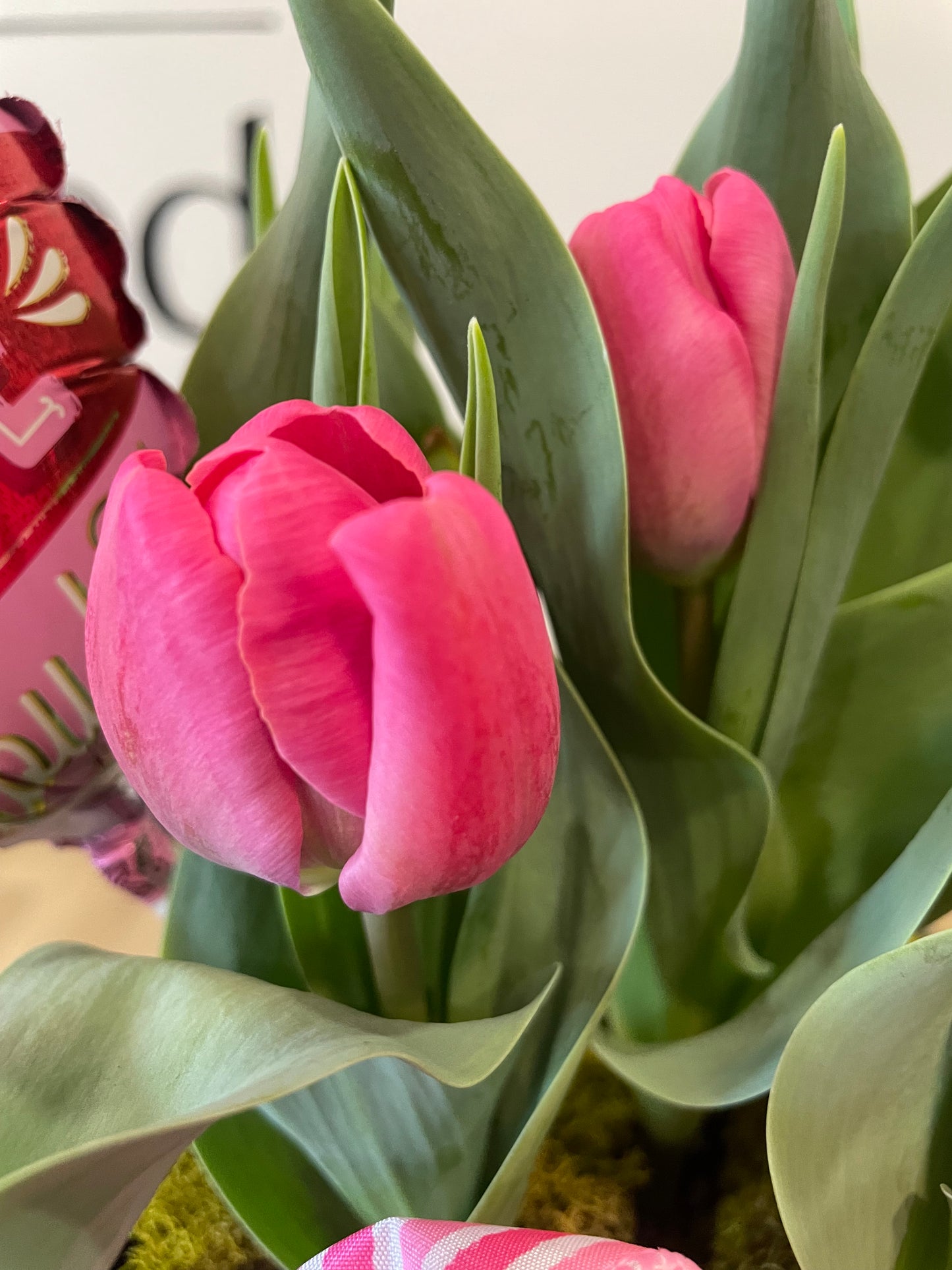 Pink Tulip Bulb Garden
