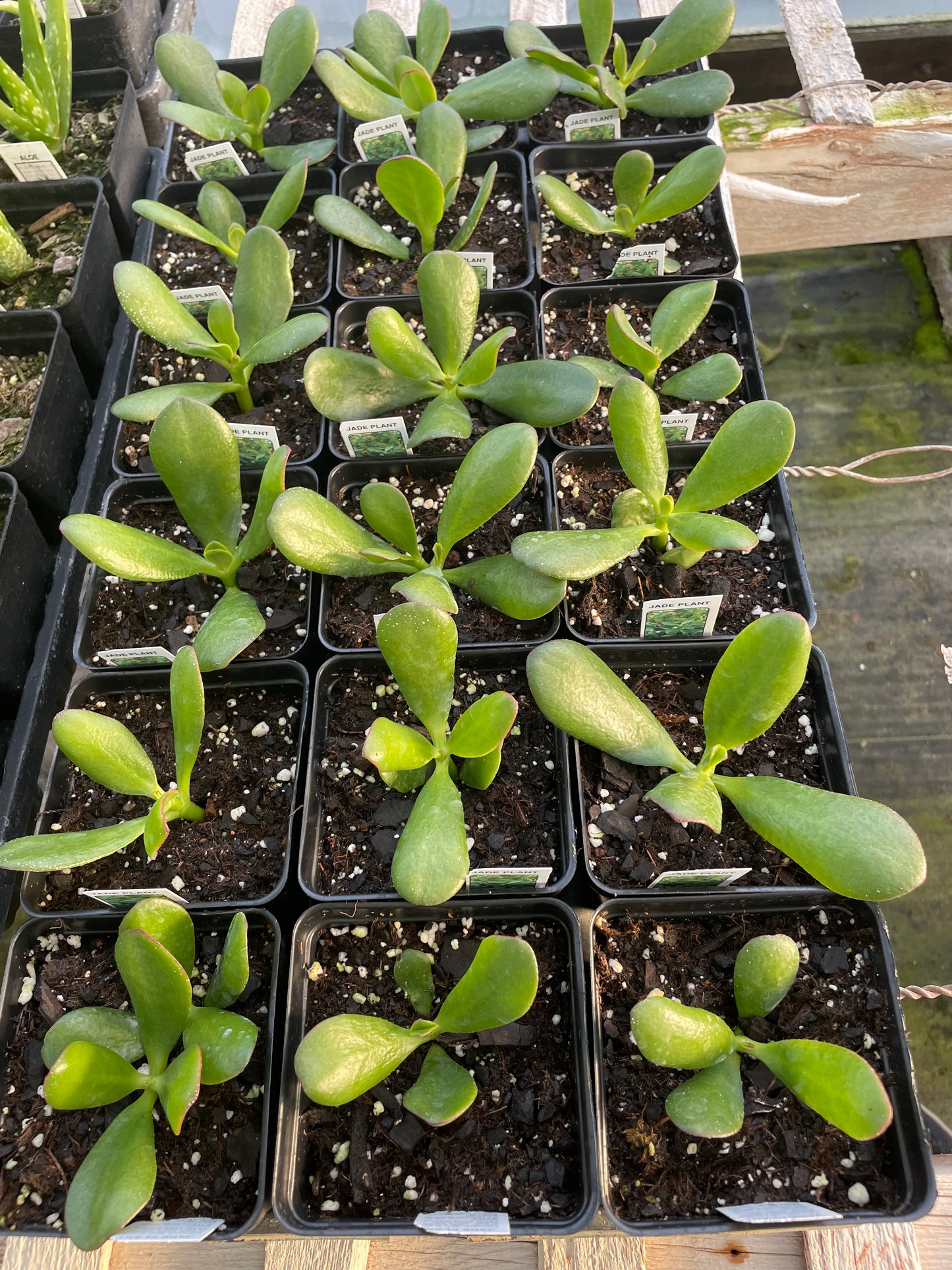 Jade plant (3.5" square pot)