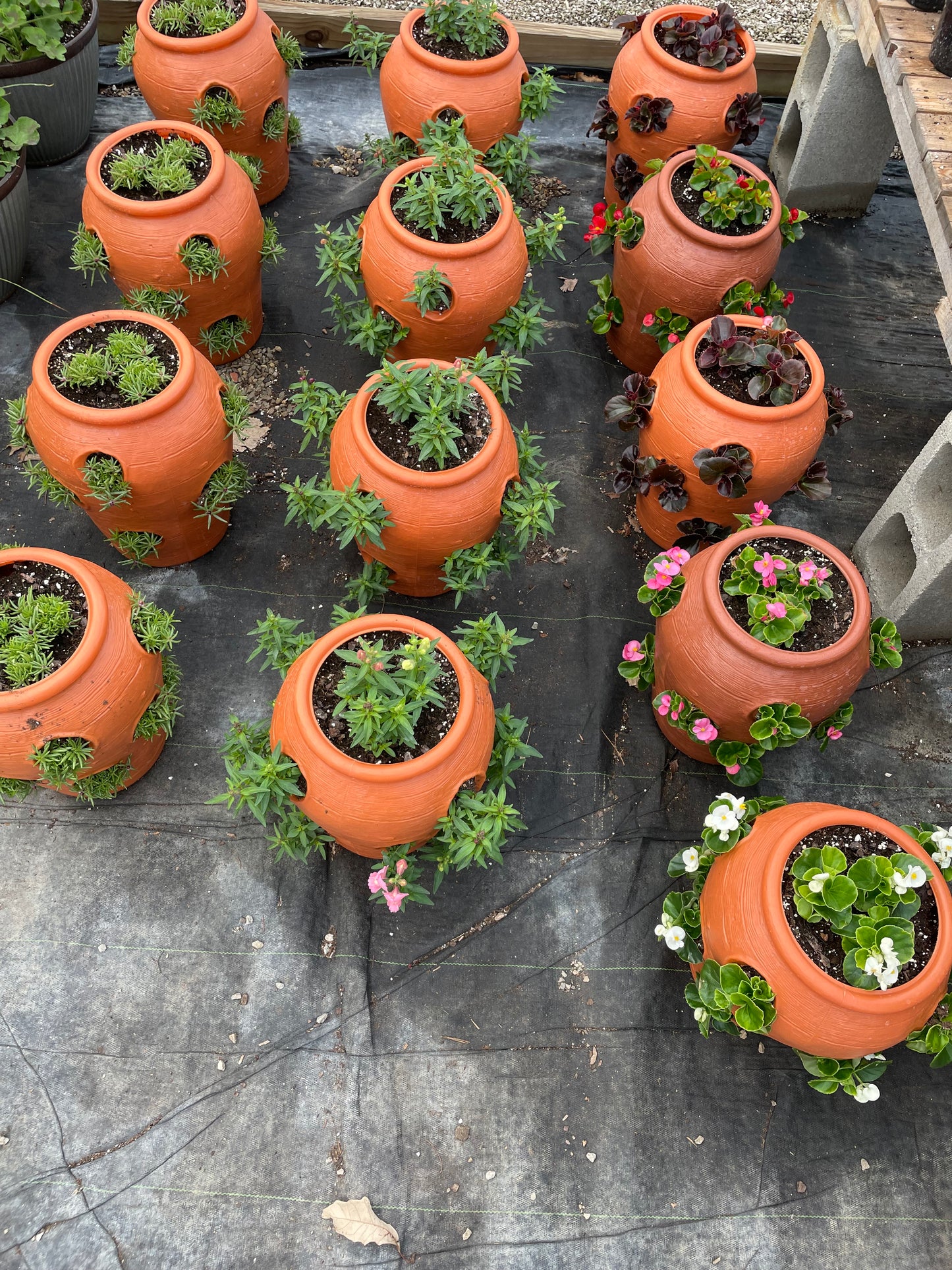 Portulaca Happy Hour Mix (Strawberry Jar)