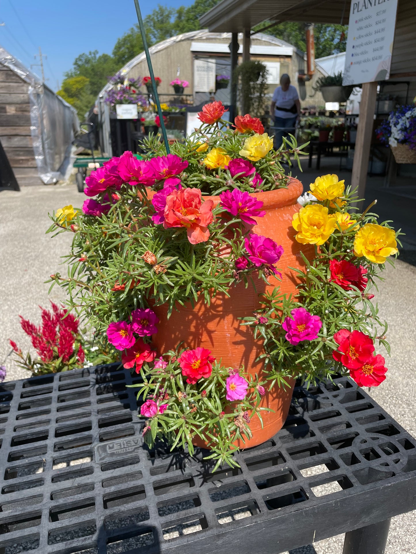 Portulaca Happy Hour Mix (Strawberry Jar)