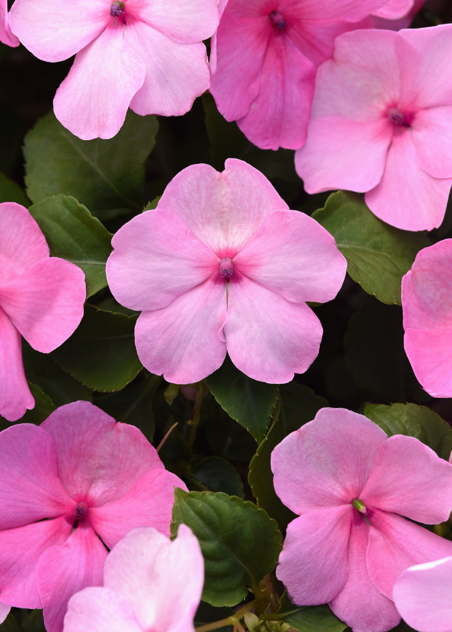 Impatiens Pink (3-pack)