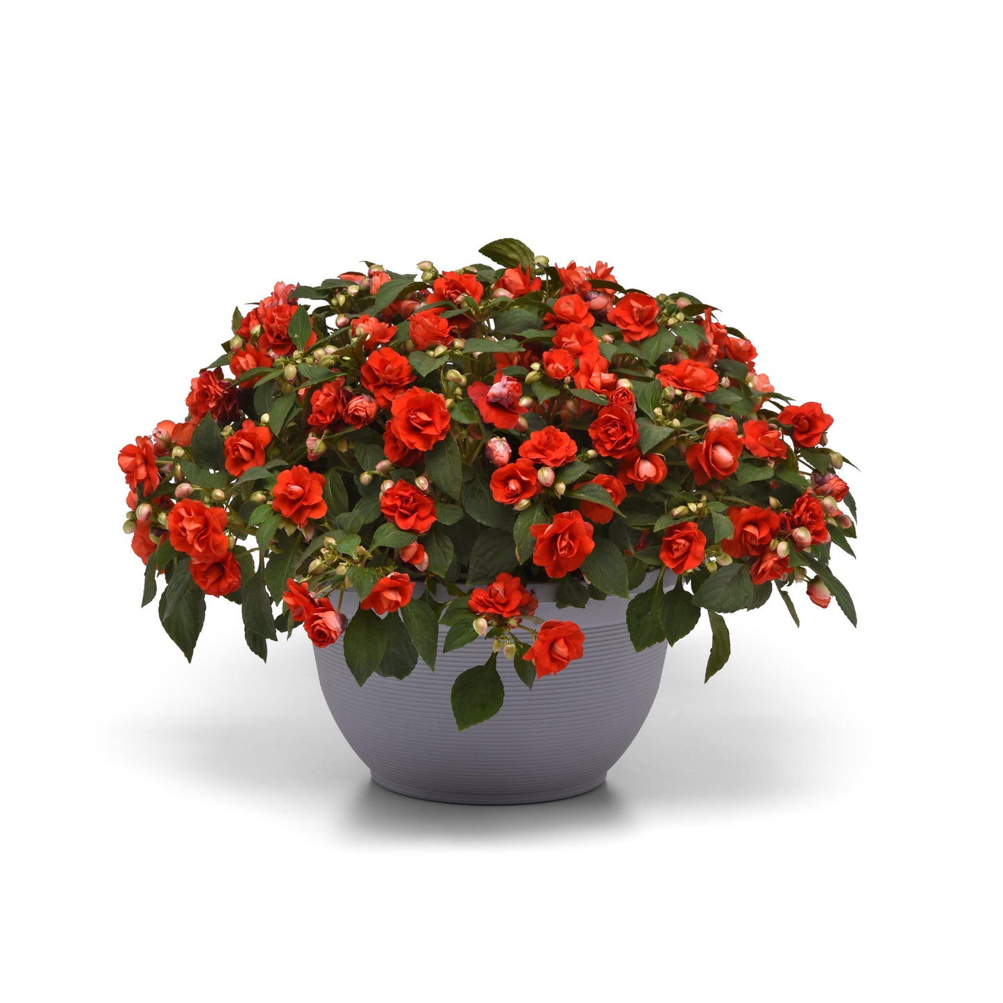 Double Impatiens Glimmer Dark Red (5" orange pot)