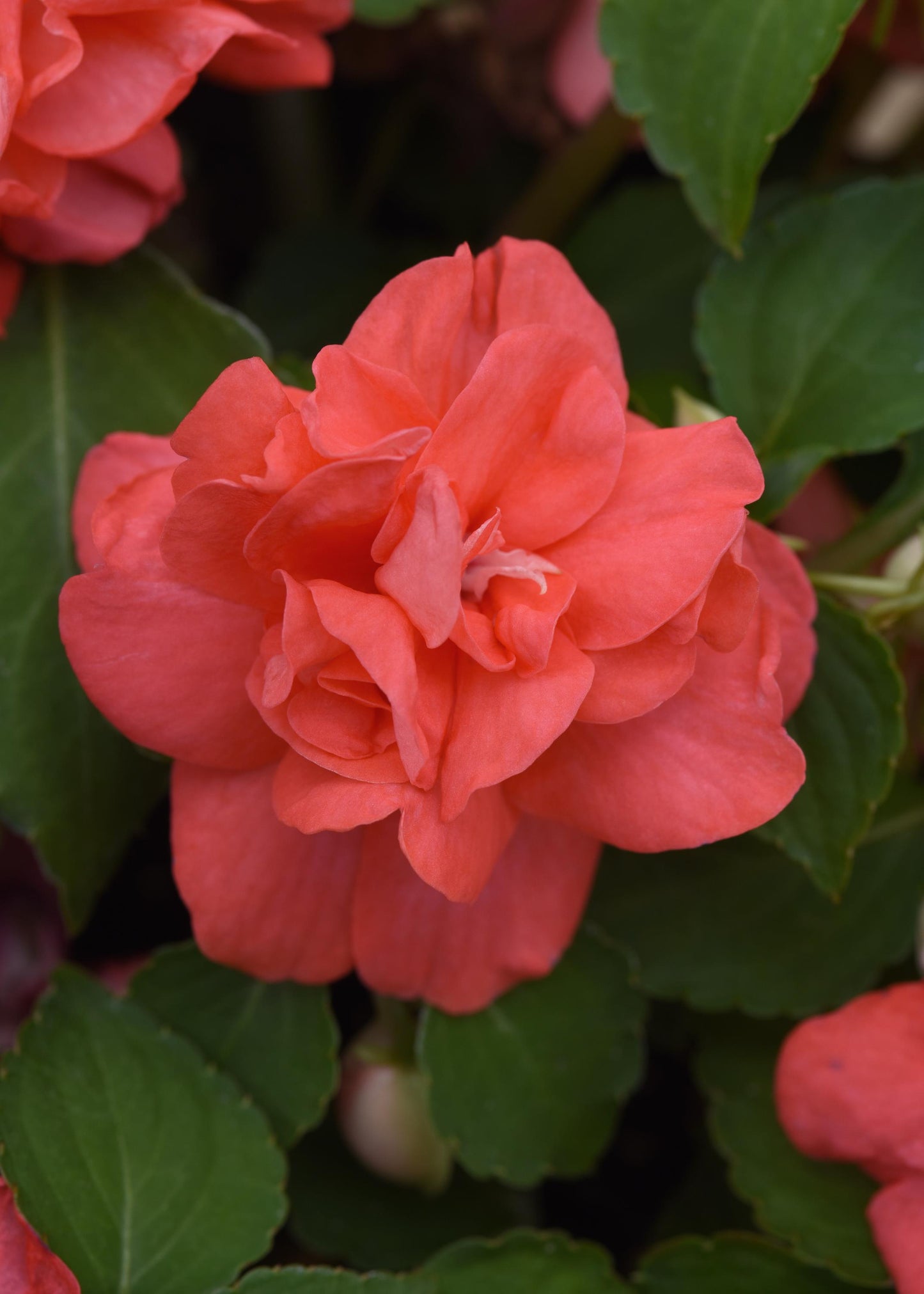Double Impatiens Glimmer Salmon (5" orange pot)
