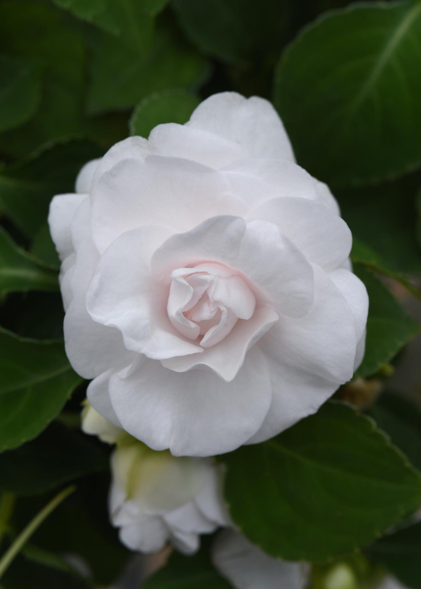 Double Impatiens Glimmer White (5" orange pot)
