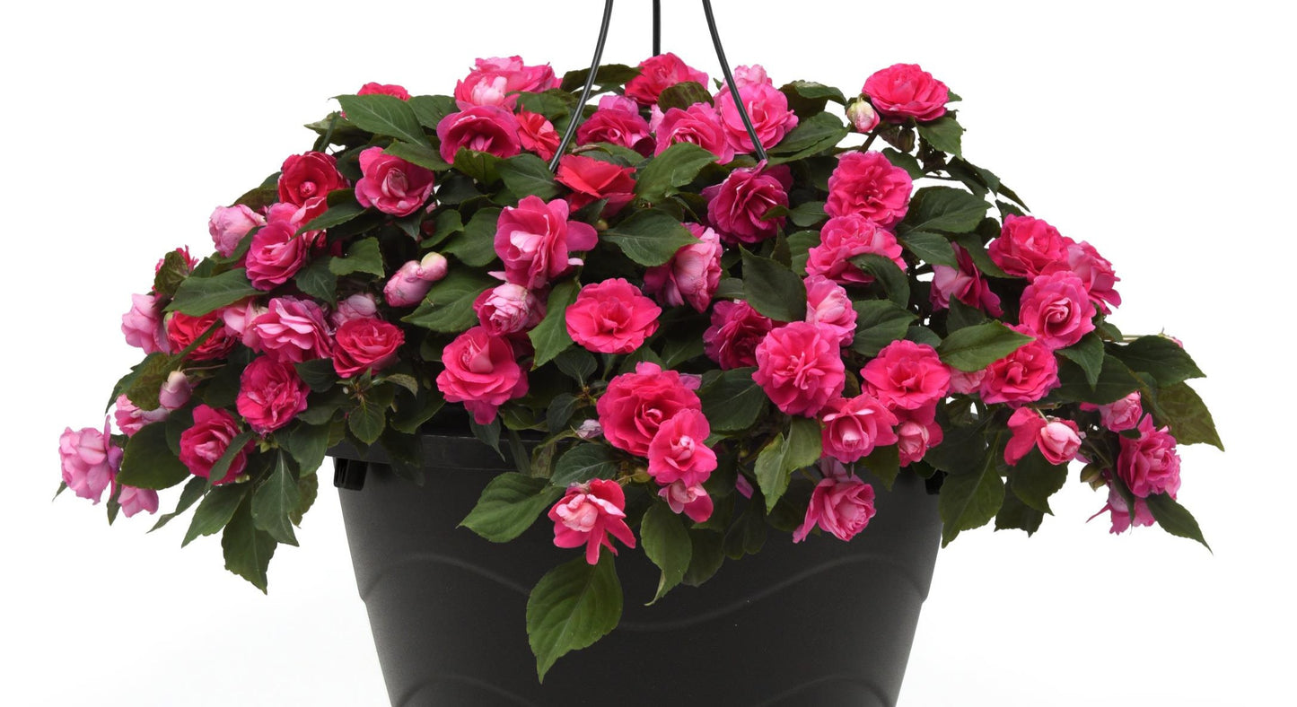 Double Impatiens Glimmer Hot Pink (5" orange pot)