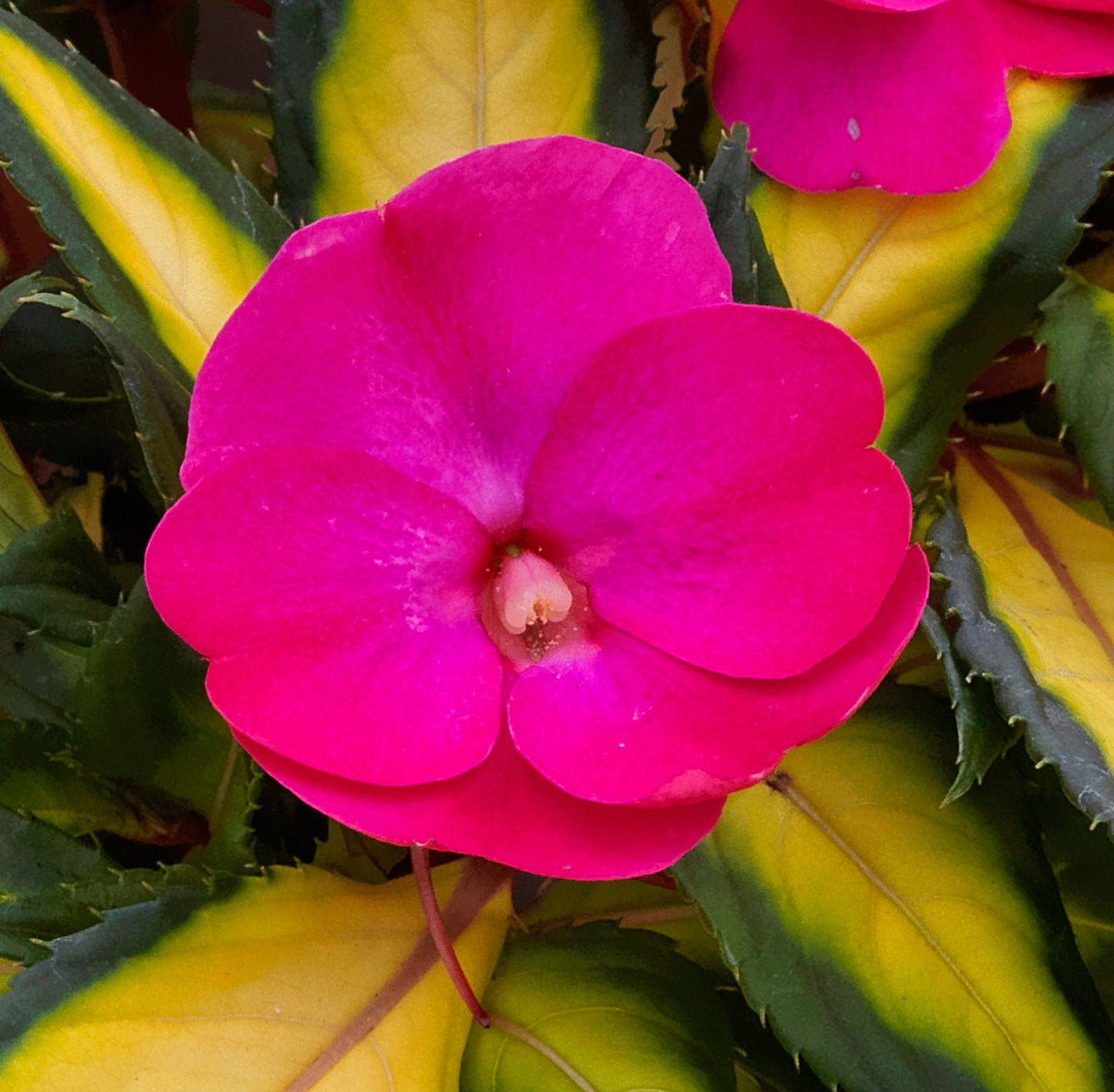 SunPatiens® Compact Tropical Rose (5" pot)