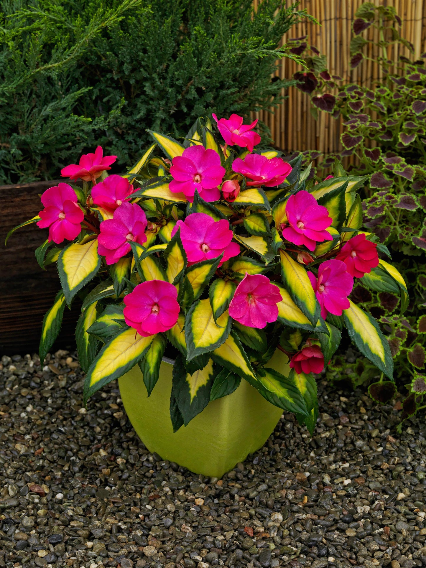 SunPatiens® Compact Tropical Rose (5" pot)