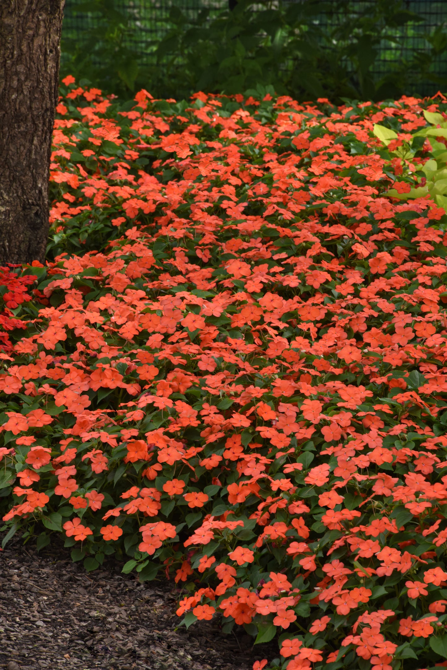 Impatiens Salmon (3-pack)